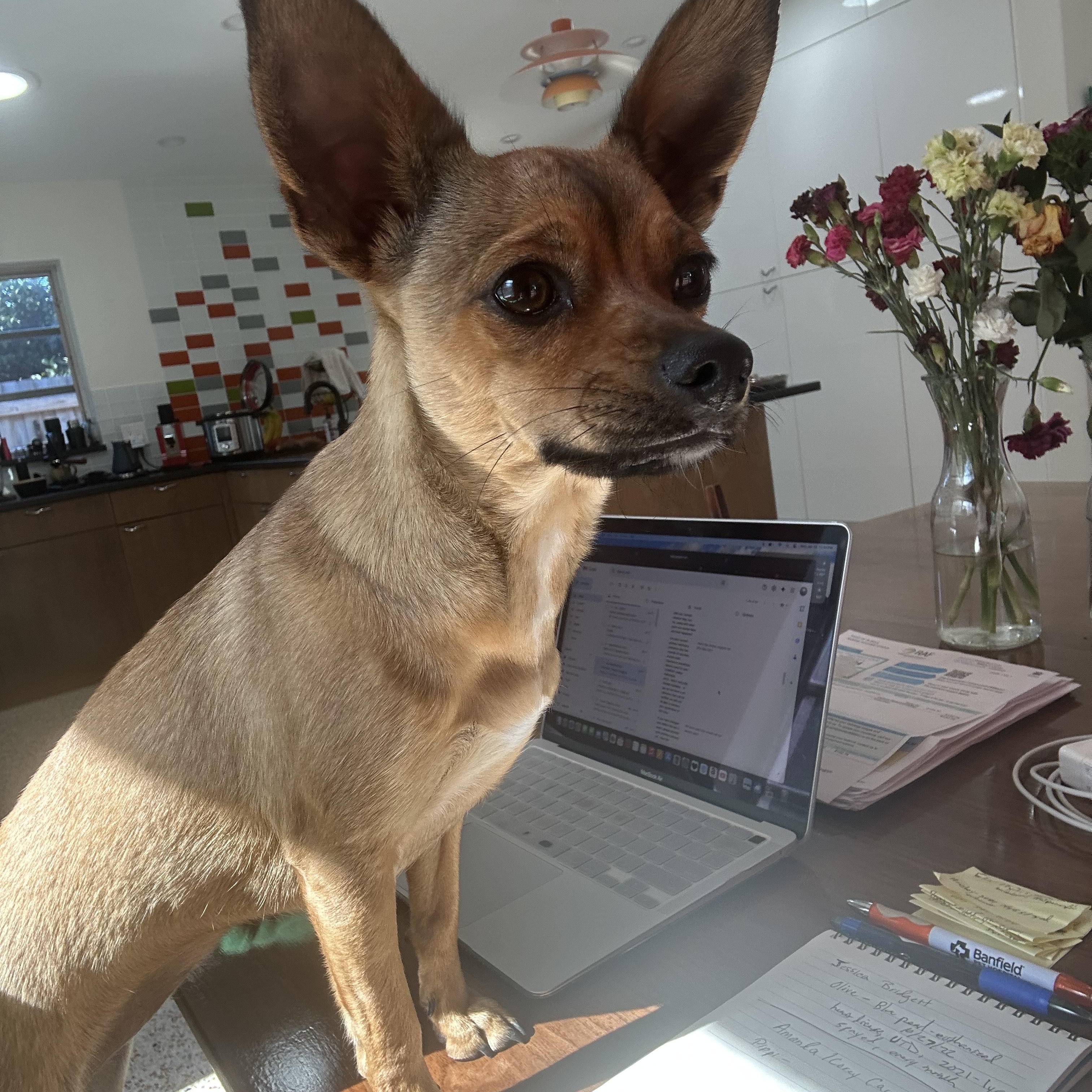 Cerise(CeCe), a Adoptable Chihuahua in Arcadia, FL image 5/6