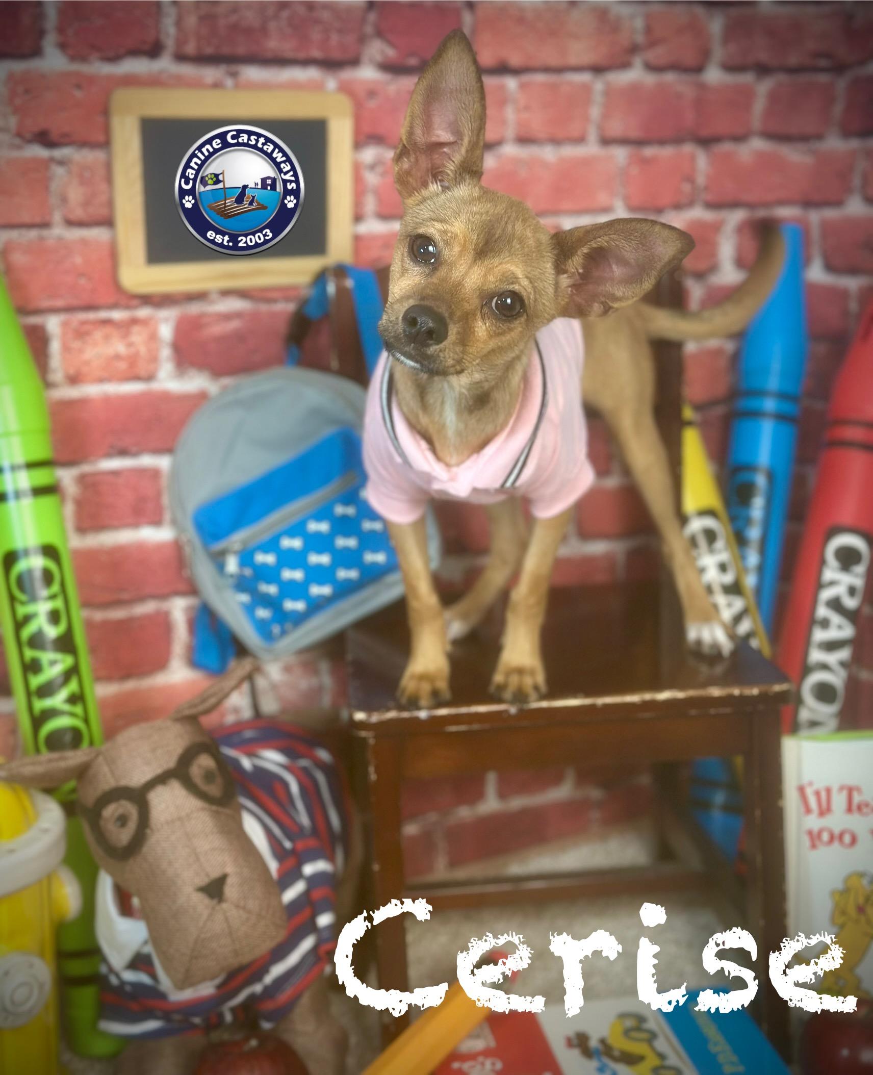Cerise, a Adoptable Chihuahua in Arcadia, FL image 4/6