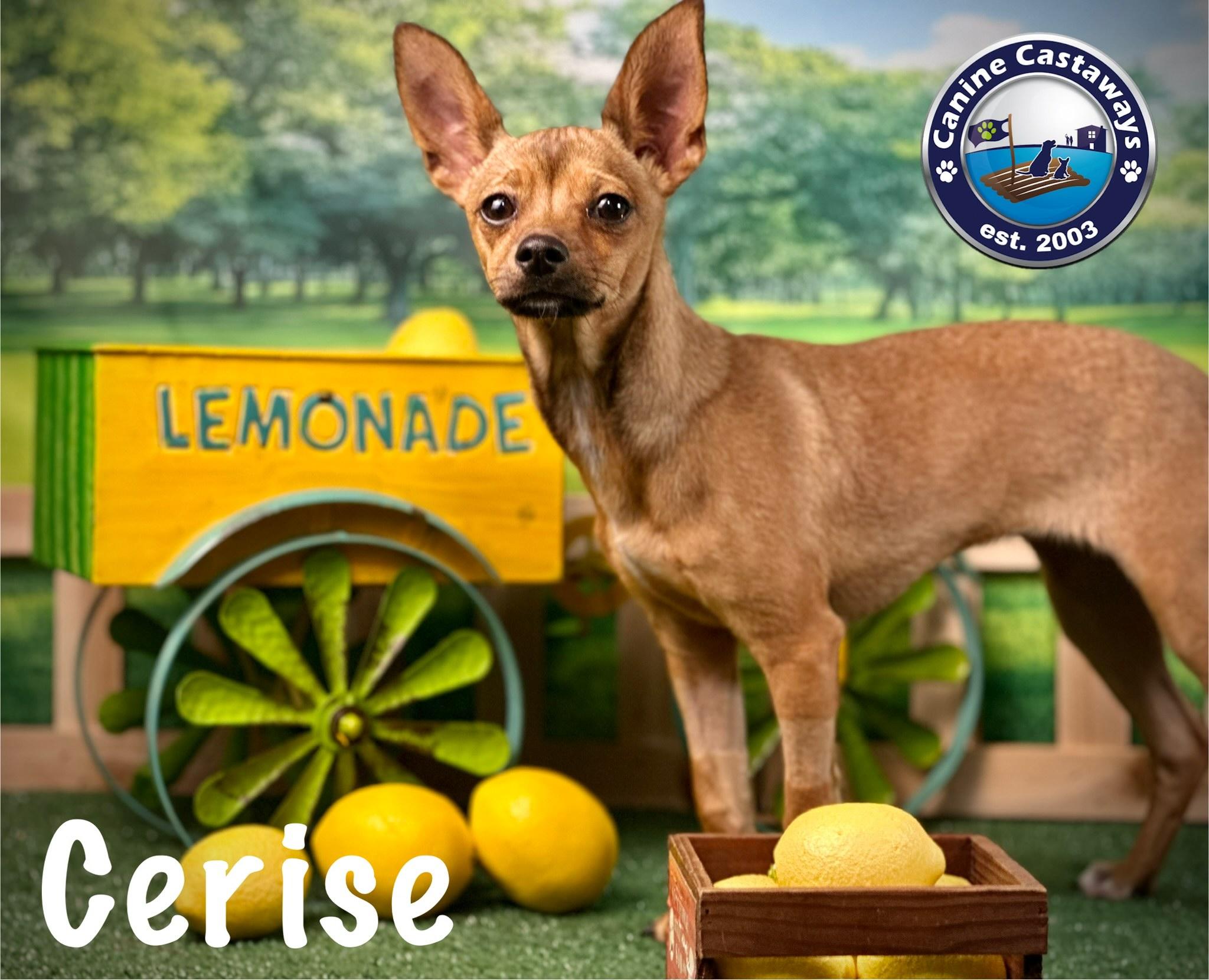Cerise, a Adoptable Chihuahua in Arcadia, FL image 5/6