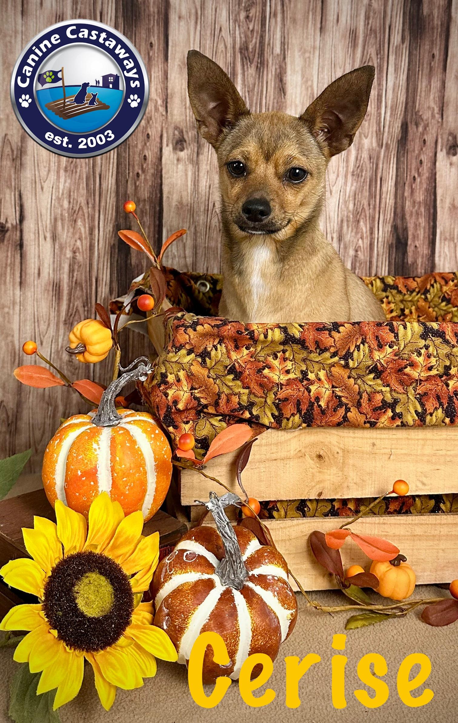 Cerise, a Adoptable Chihuahua in Arcadia, FL image 3/6