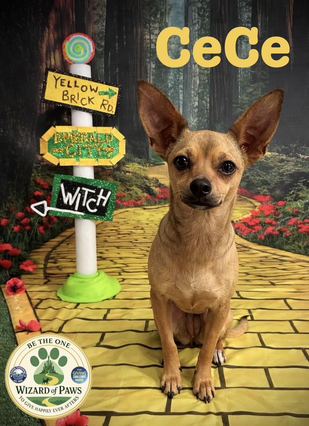 Cerise(CeCe), Adoptable, Young Female Chihuahua.