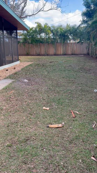 Enlarge Cerise(CeCe), a Adoptable Chihuahua in Arcadia, FL video 3/6