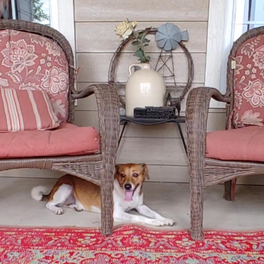 Enlarge Ginger & Mary Ann, a Adoptable mixed breed in Seguin, TX image 2/6