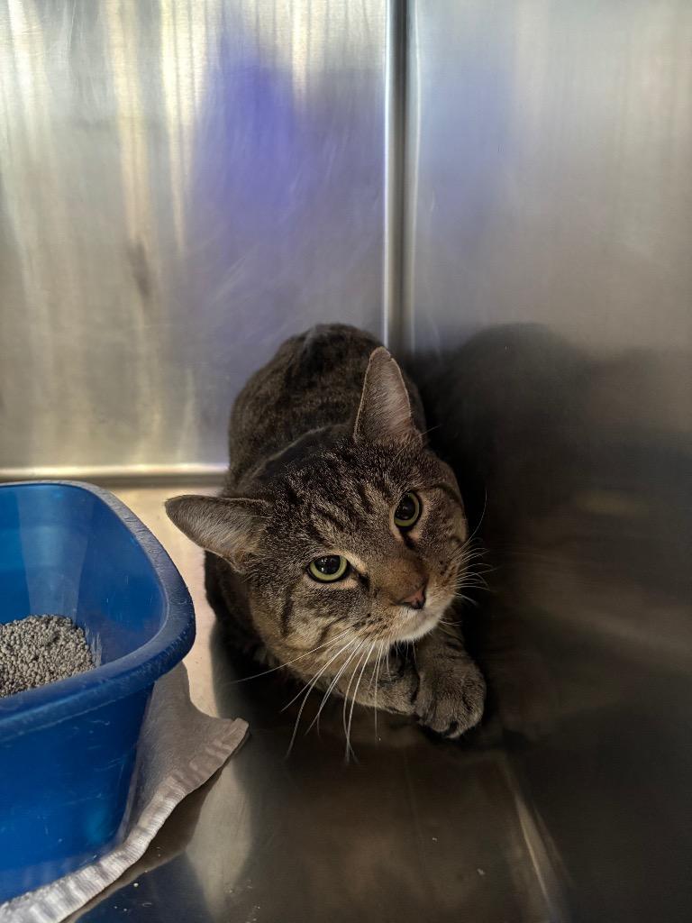 Fat Joe, Adoptable, Adult Male Domestic Short Hair.