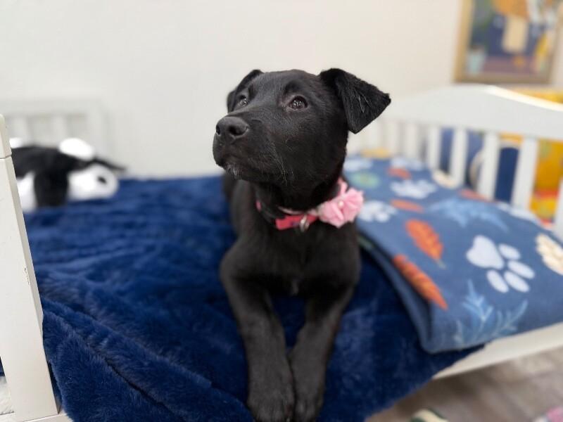 Midnight Moonbeam Melody — thumbnail 2