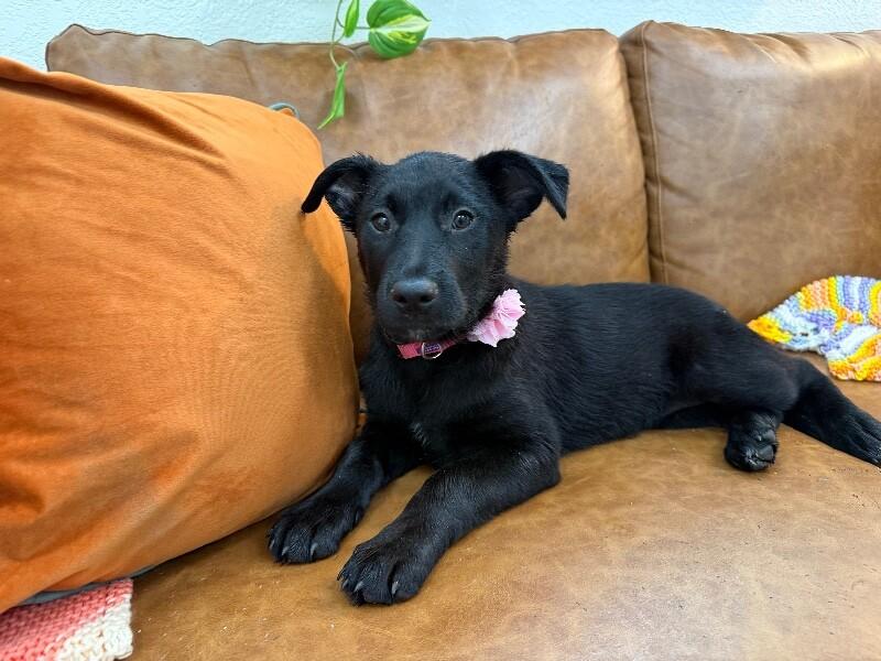 Midnight Moonbeam Melody — thumbnail 4