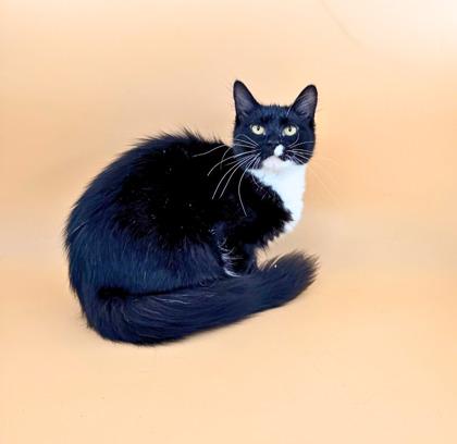 Etta , adopted, Adult Female Domestic Medium Hair.