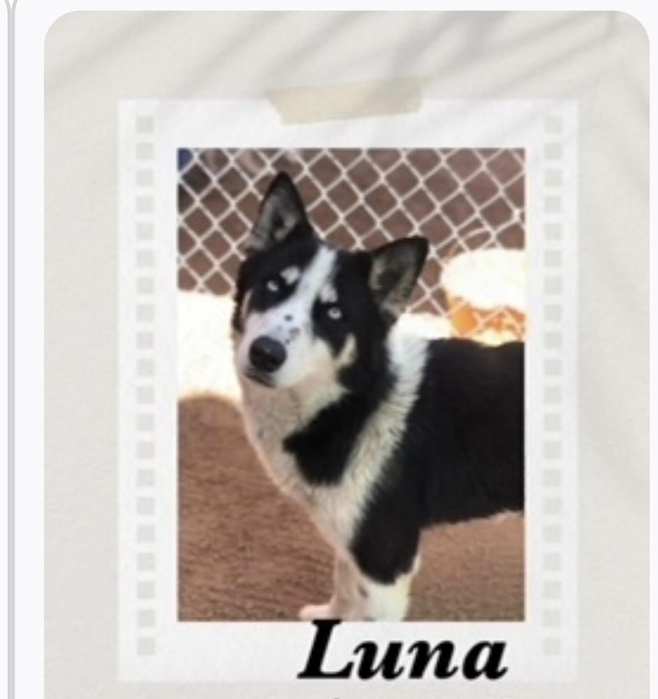 Luna, Adoptable, Adult Female Husky.