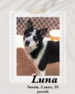 Luna, Adoptable, Adult Female Husky.