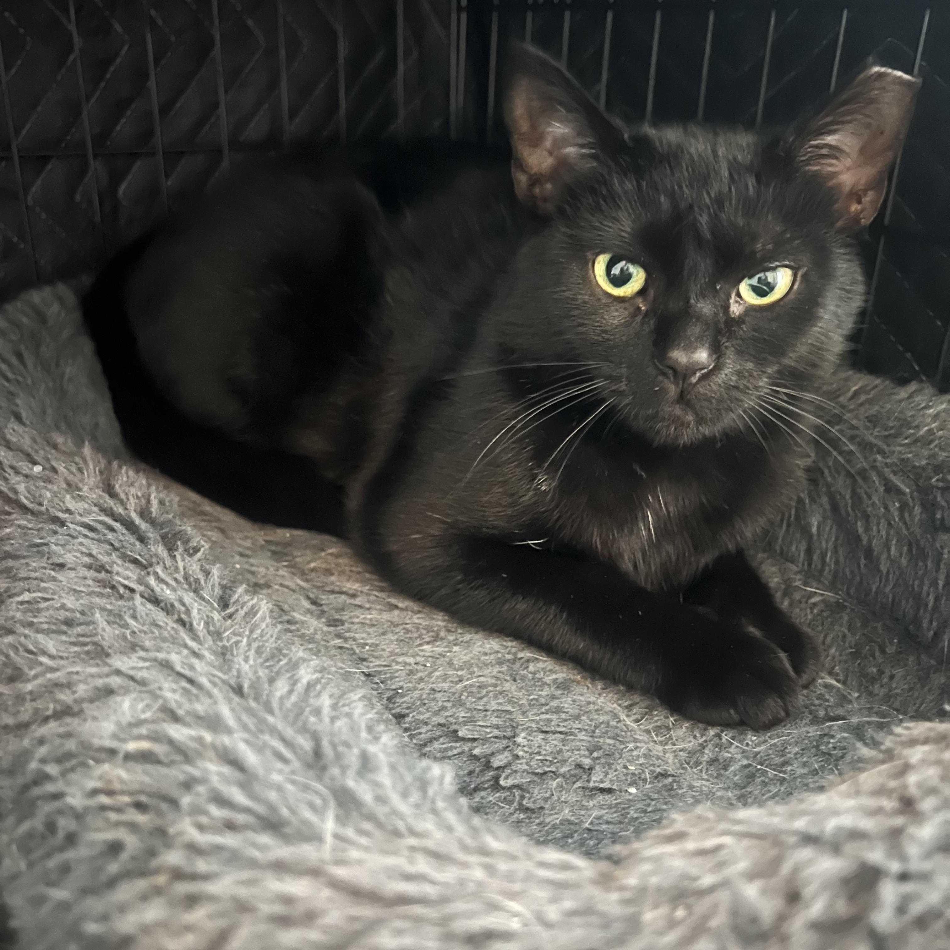 Hailey, Adoptable, Young Female Domestic Short Hair.