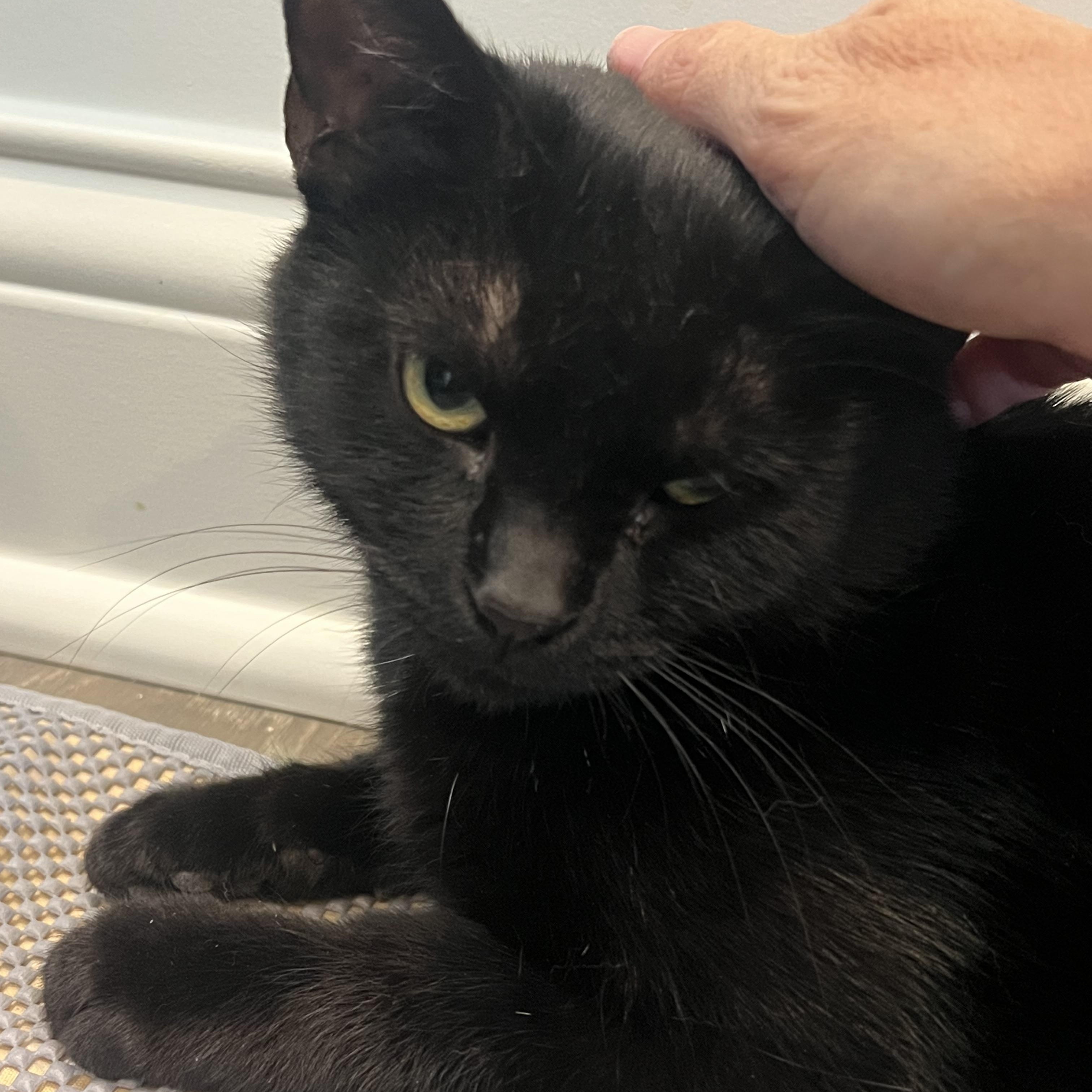 Hailey, a Adoptable Domestic Short Hair in Cincinnati, OH image 2/4