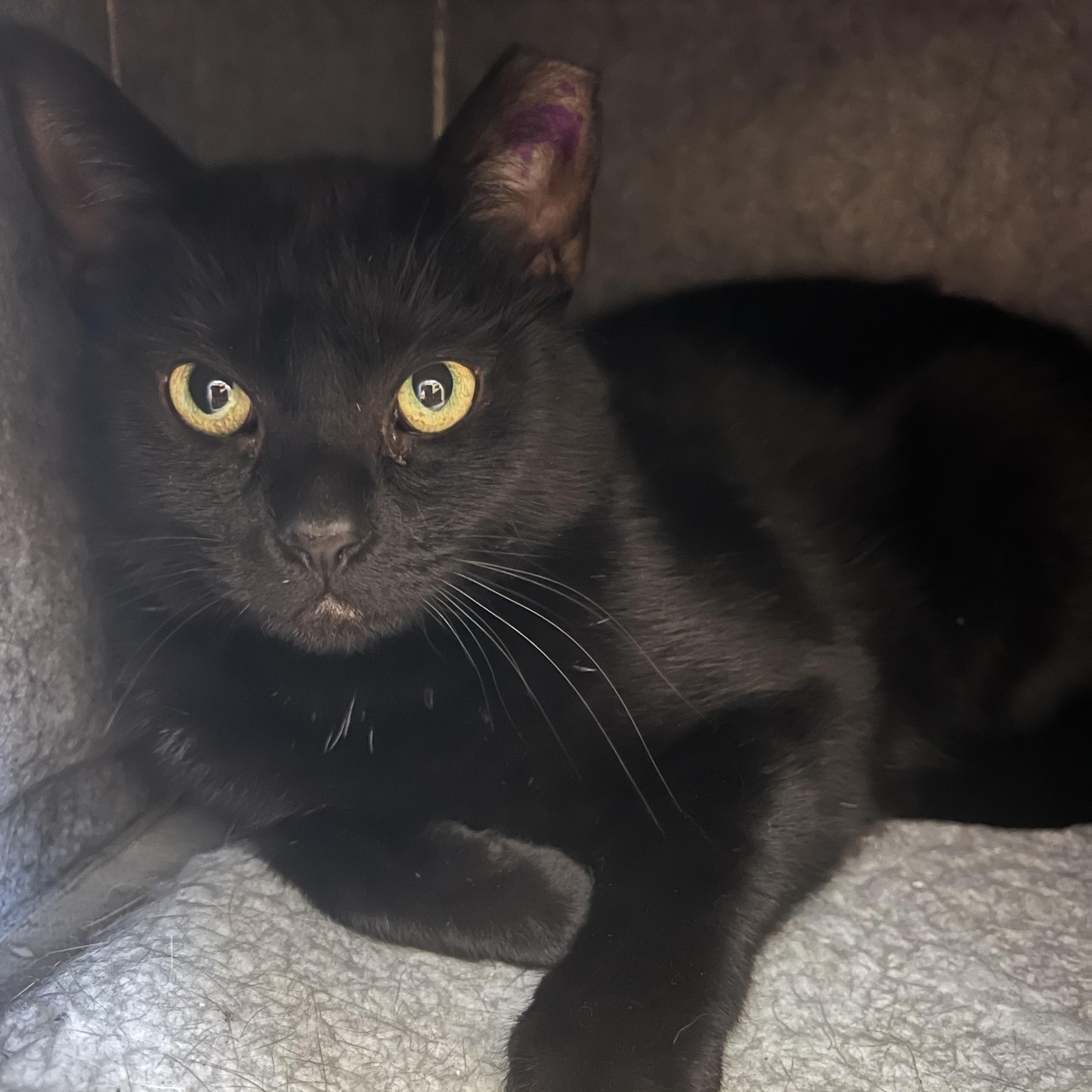 Hailey, a Adoptable Domestic Short Hair in Cincinnati, OH image 3/4