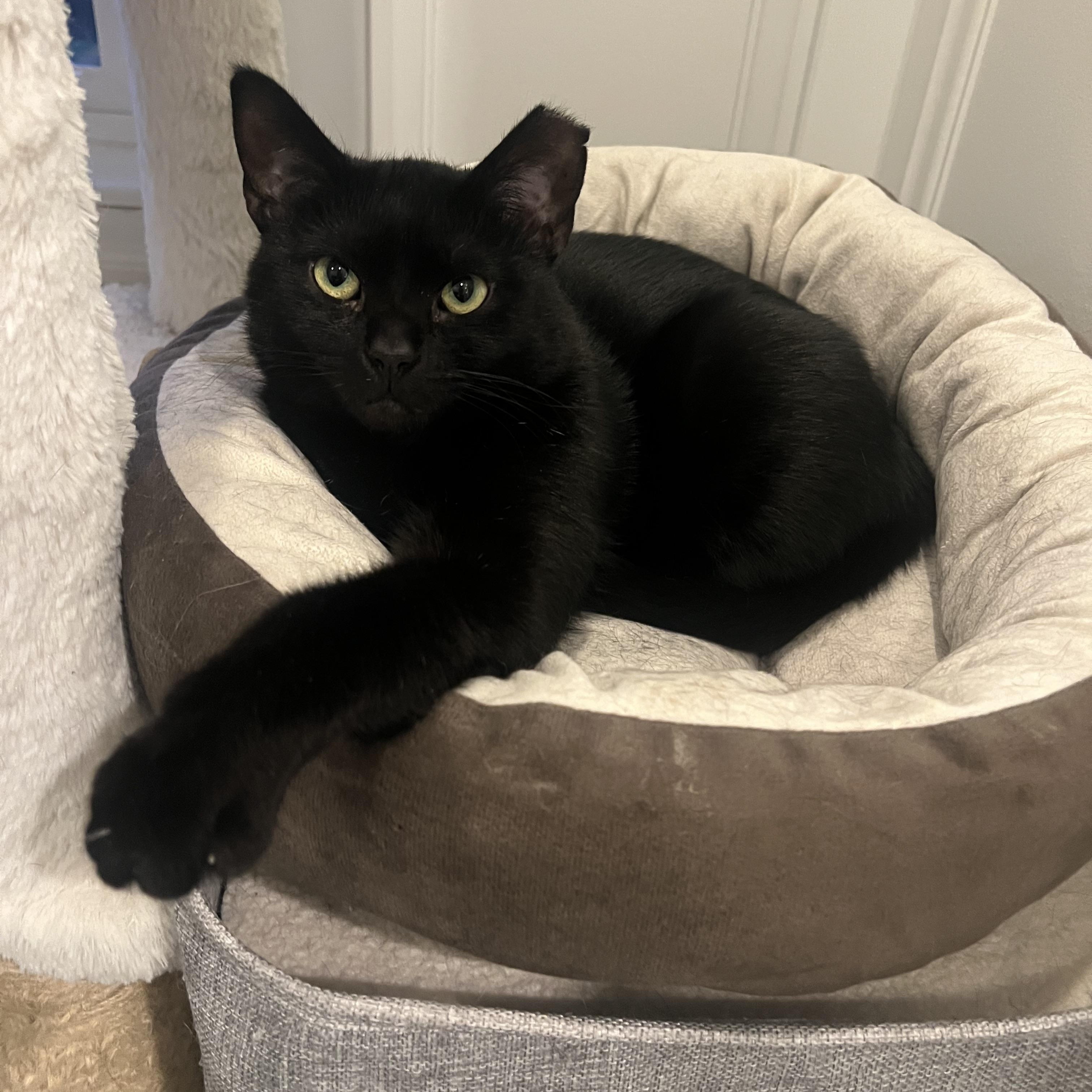 Hailey, a Adoptable Domestic Short Hair in Cincinnati, OH image 4/4