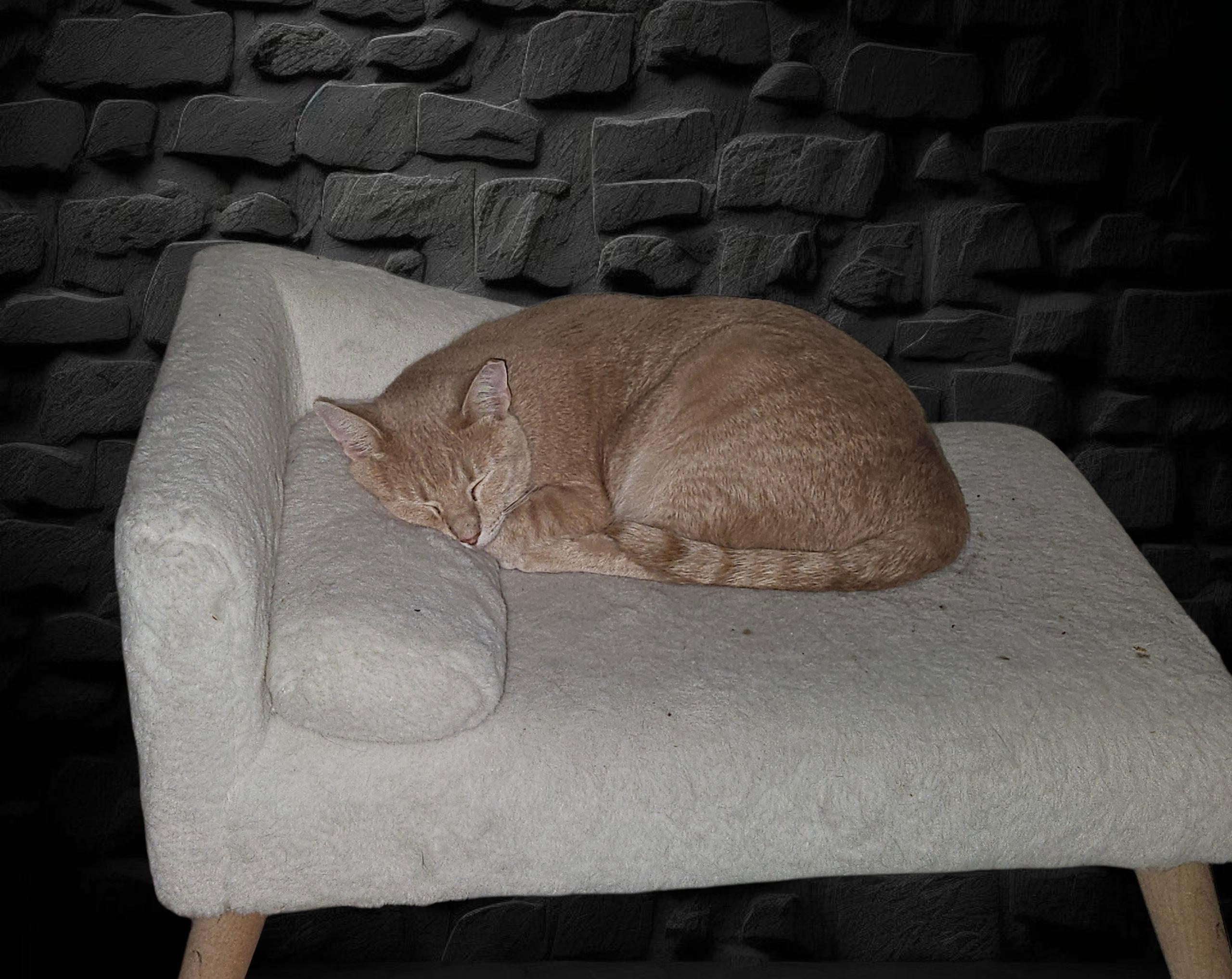 Enlarge Corkie Baby, a Adoptable Tabby in Phoenix, AZ image 6/6