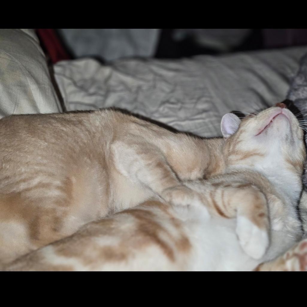 Enlarge Corkie Baby, a Adoptable Tabby in Phoenix, AZ image 4/6