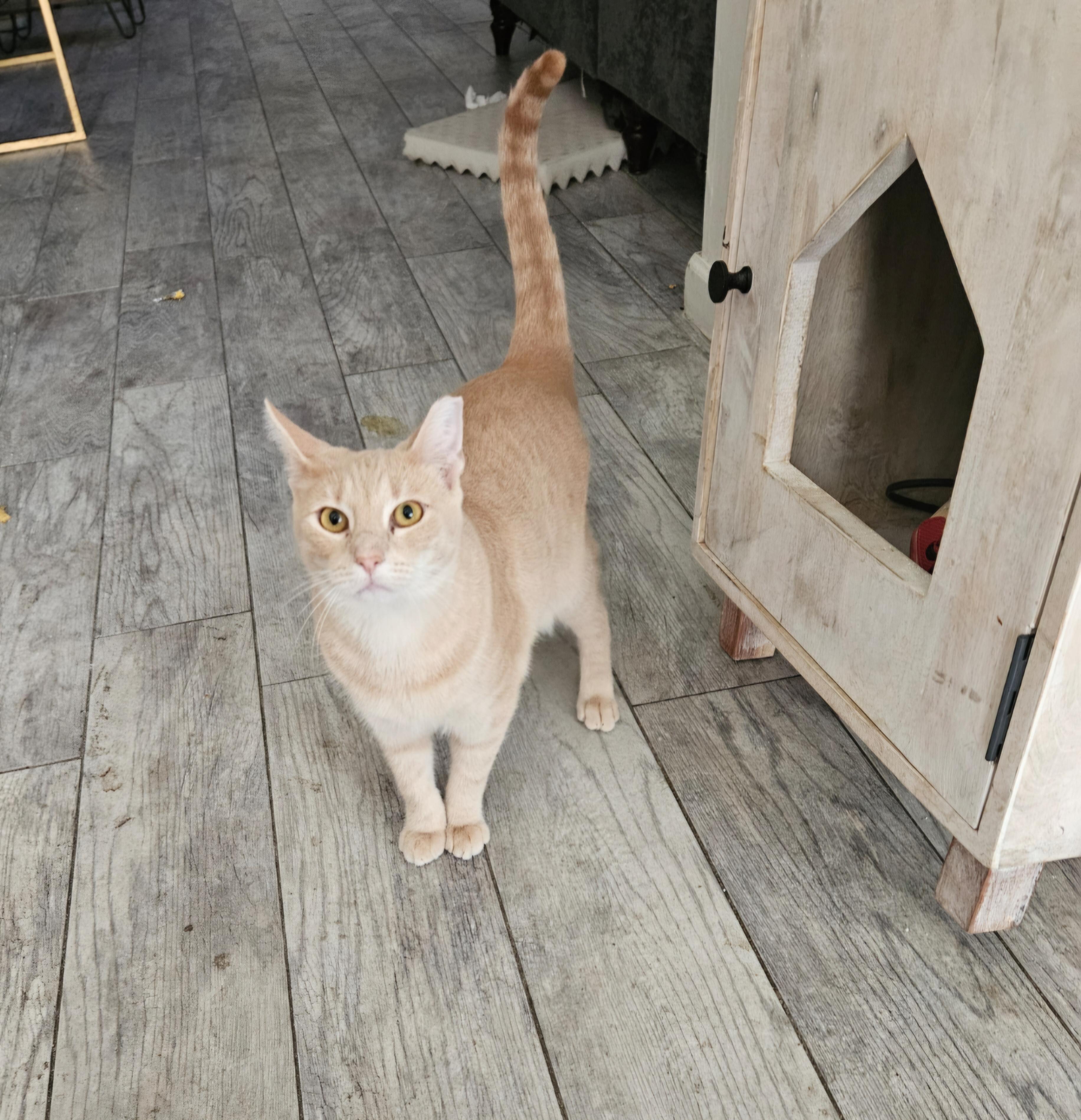 Enlarge Corkie Baby, a Adoptable Tabby in Phoenix, AZ image 5/6