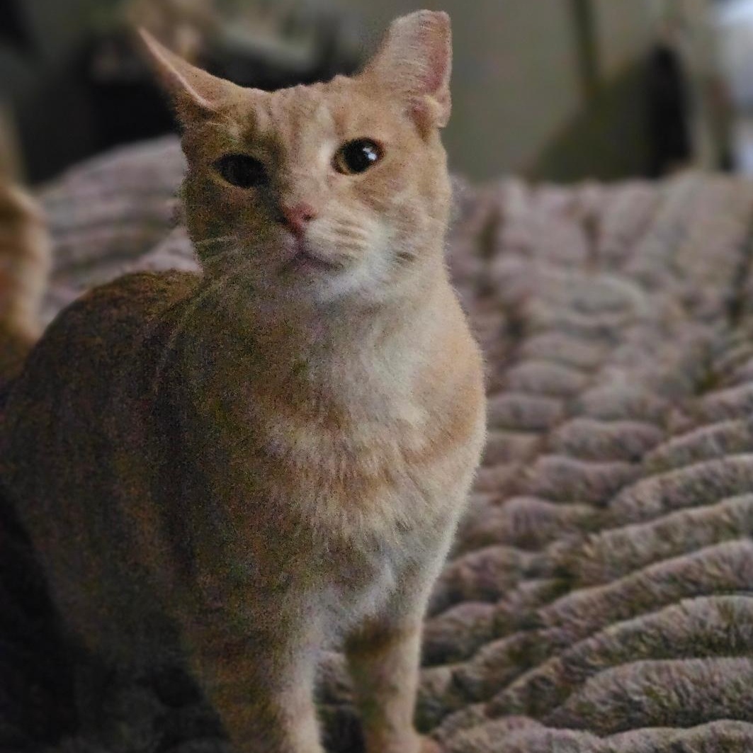 Enlarge Corkie Baby, a Adoptable Tabby in Phoenix, AZ image 2/6