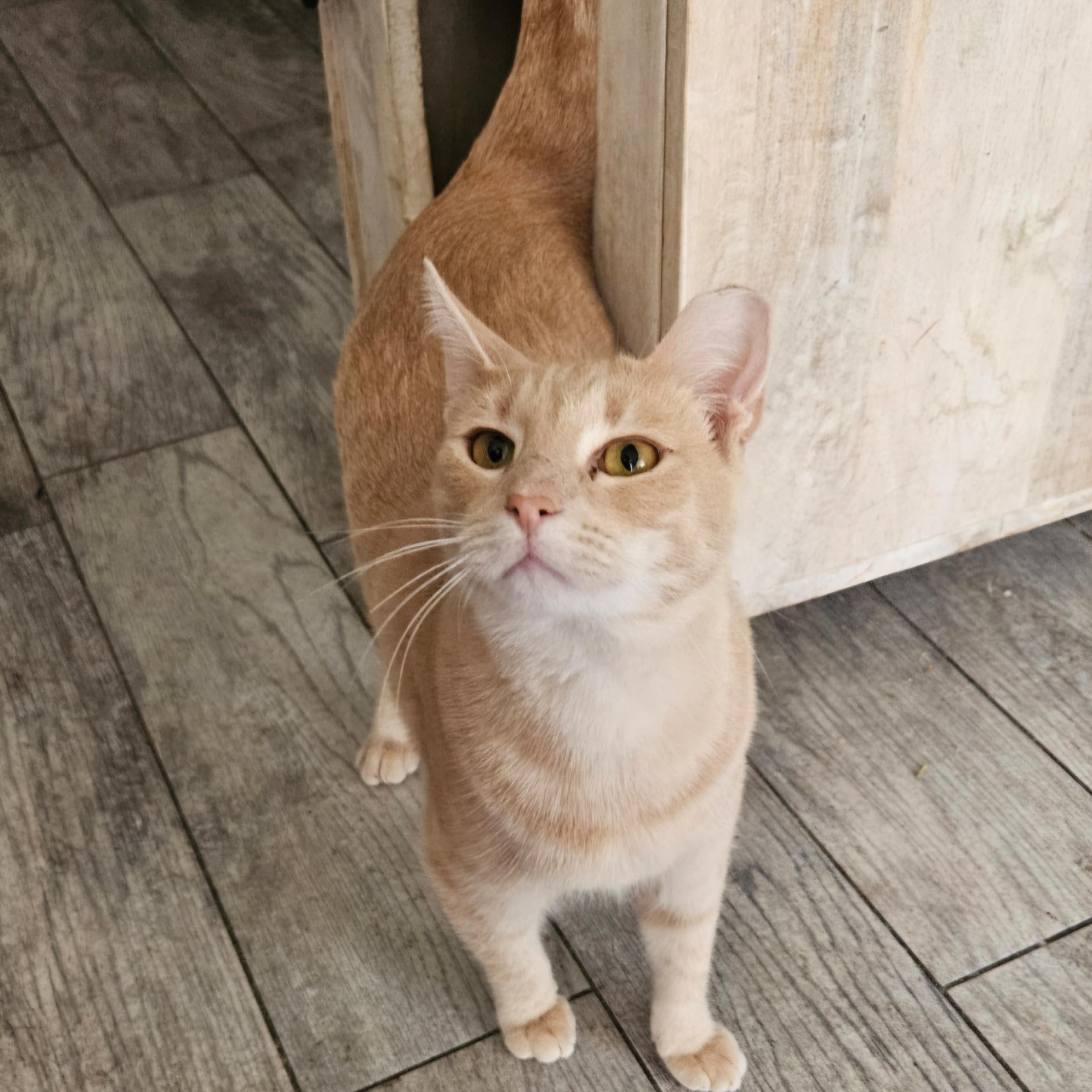 Enlarge Corkie Baby, a Adoptable Tabby in Phoenix, AZ image 3/6