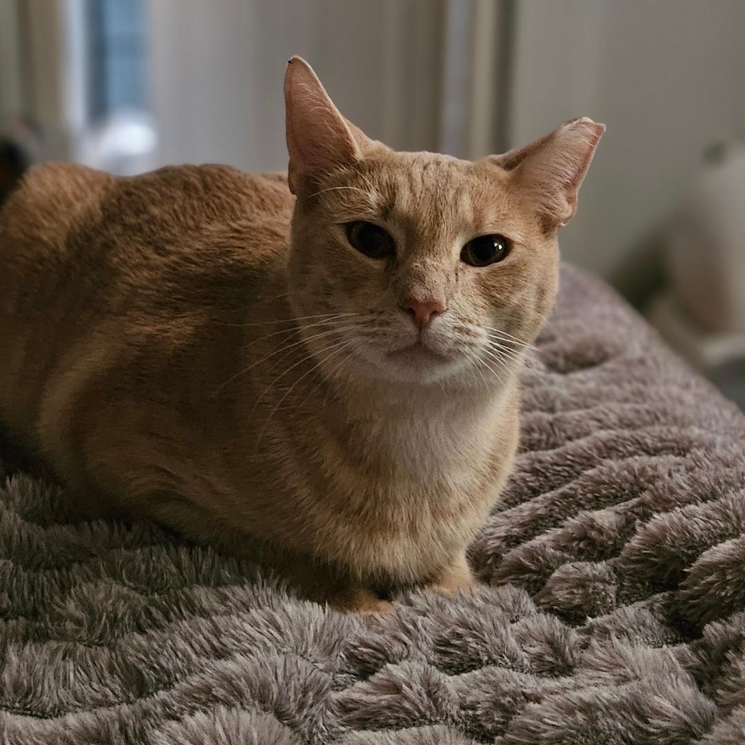 Corkie Baby, Adoptable, Young Male Tabby.