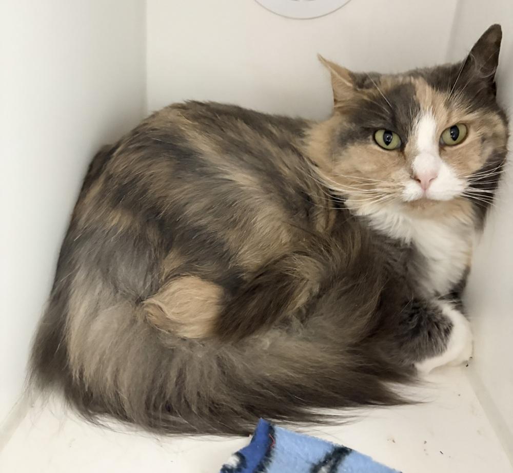 Cali  $0 Adoption Fee!, Adoptable, Adult Female Domestic Long Hair.