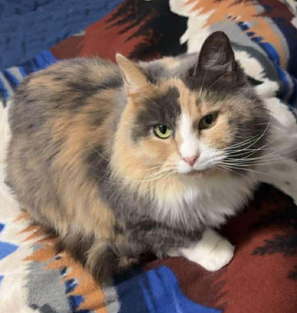 Enlarge Cali  $0 Adoption Fee!, a Adoptable Domestic Long Hair in Rochester, IN image 3/3
