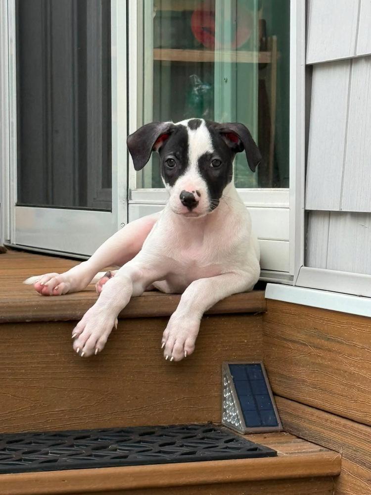 Enlarge Wilson, a Adoptable mixed breed in Valley Stream, NY image 2/6
