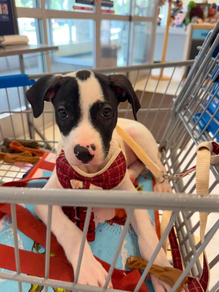 Enlarge Wilson, a Adoptable mixed breed in Valley Stream, NY image 3/6