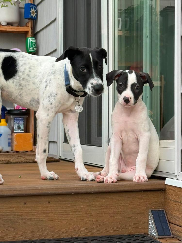 Enlarge Wilson, a Adoptable mixed breed in Valley Stream, NY image 5/6
