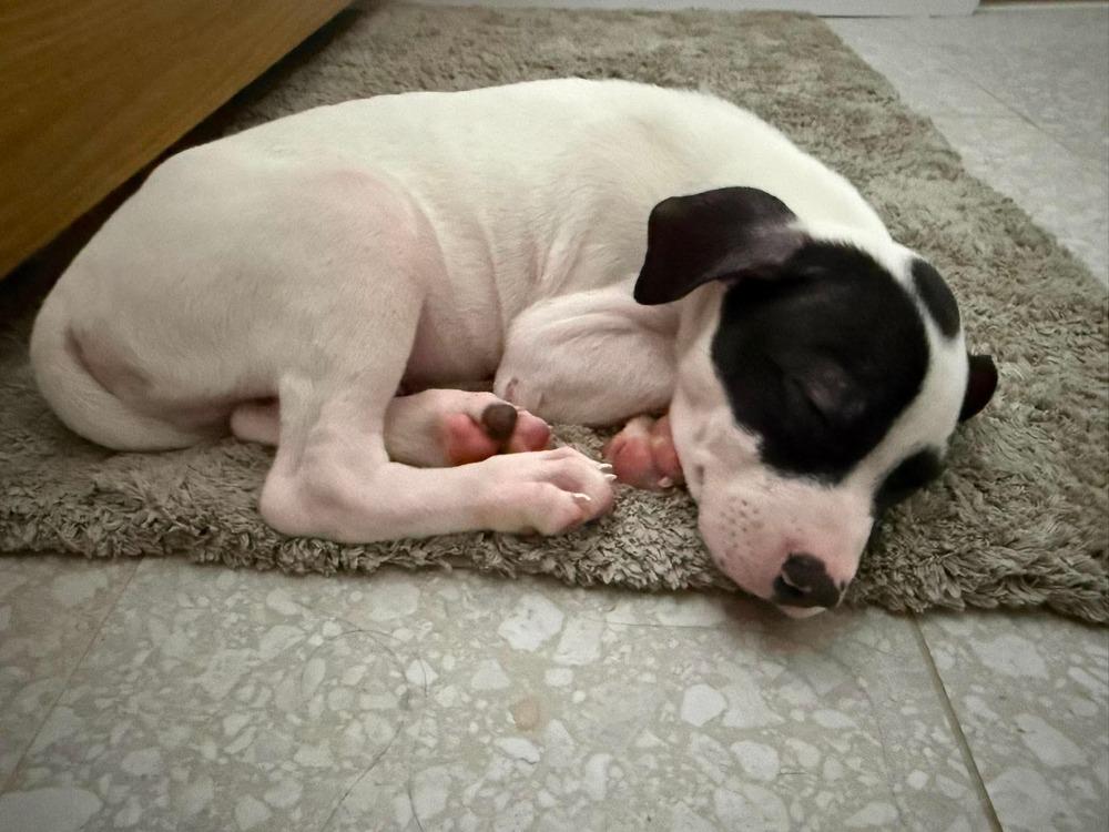 Enlarge Wilson, a Adoptable mixed breed in Valley Stream, NY image 6/6