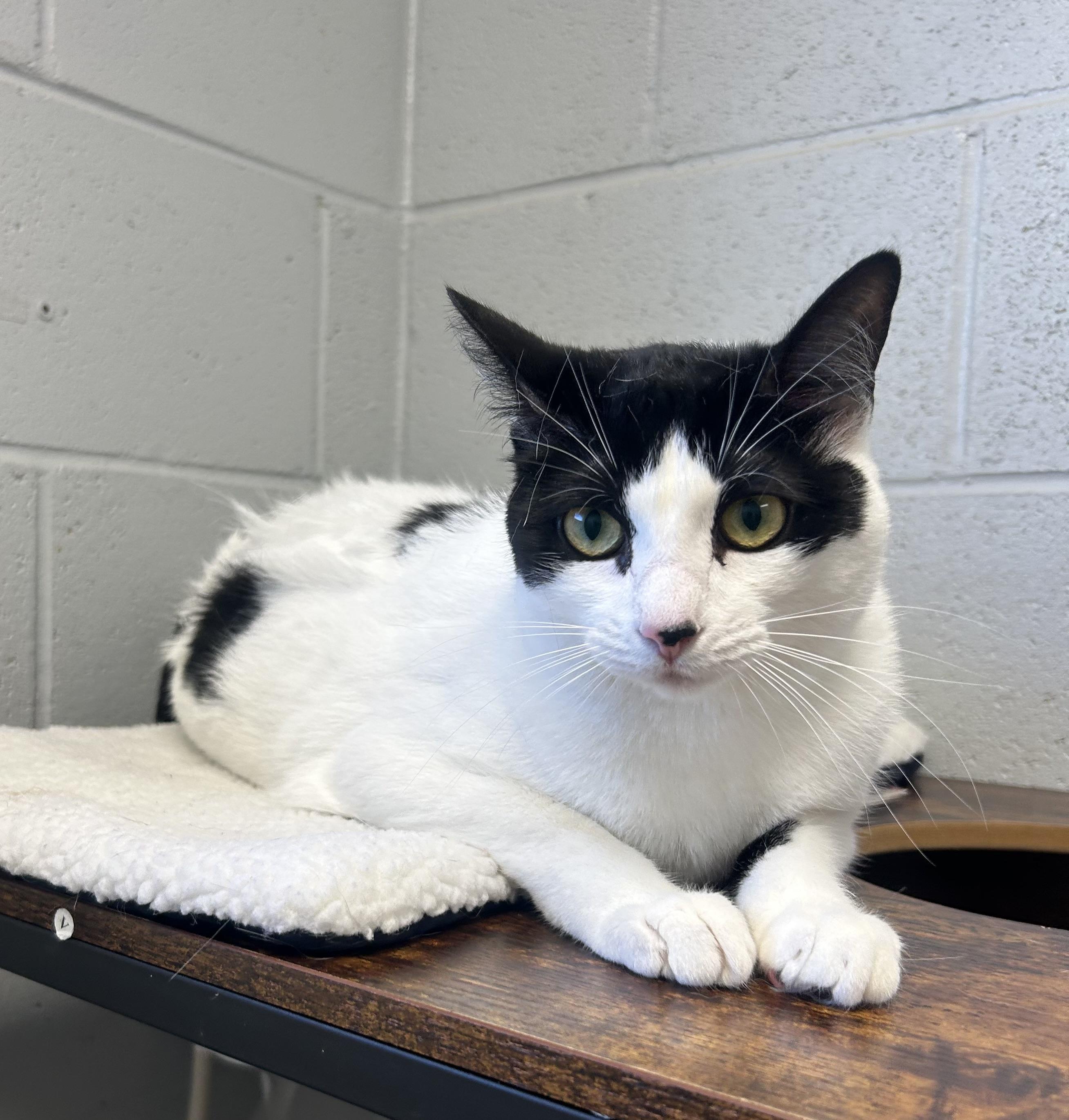 Maeve, a ADOPTABLE mixed breed in Siloam Springs, AR image 4/6