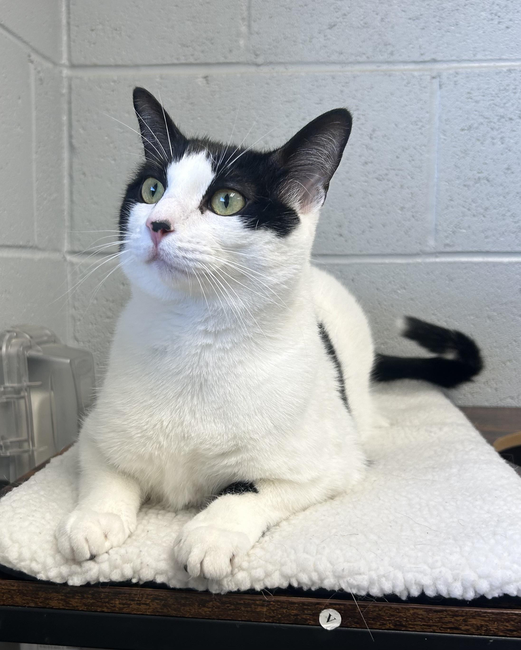 Maeve, ADOPTABLE, Adult Female Domestic Short Hair.