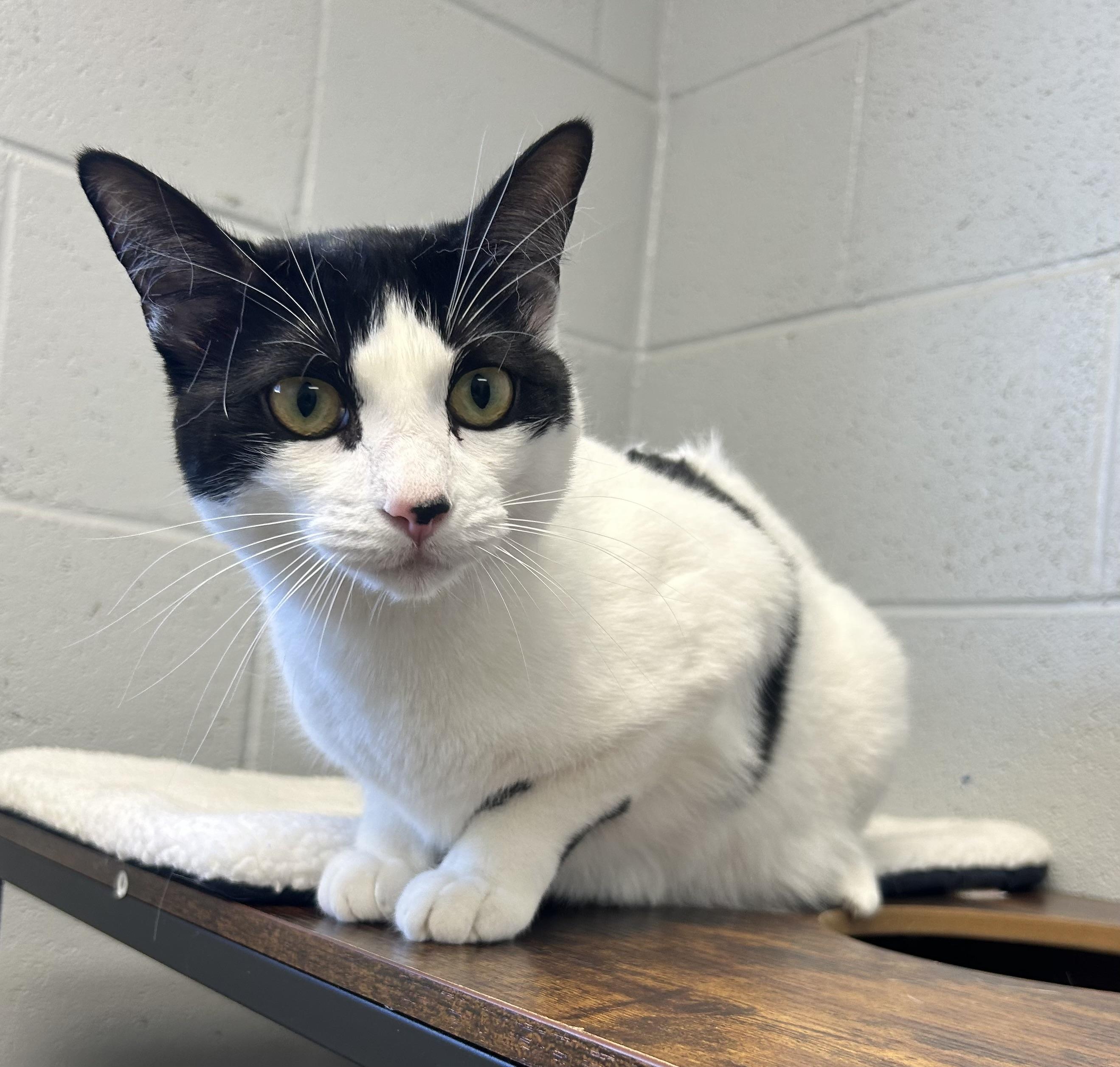 Maeve, a ADOPTABLE mixed breed in Siloam Springs, AR image 6/6