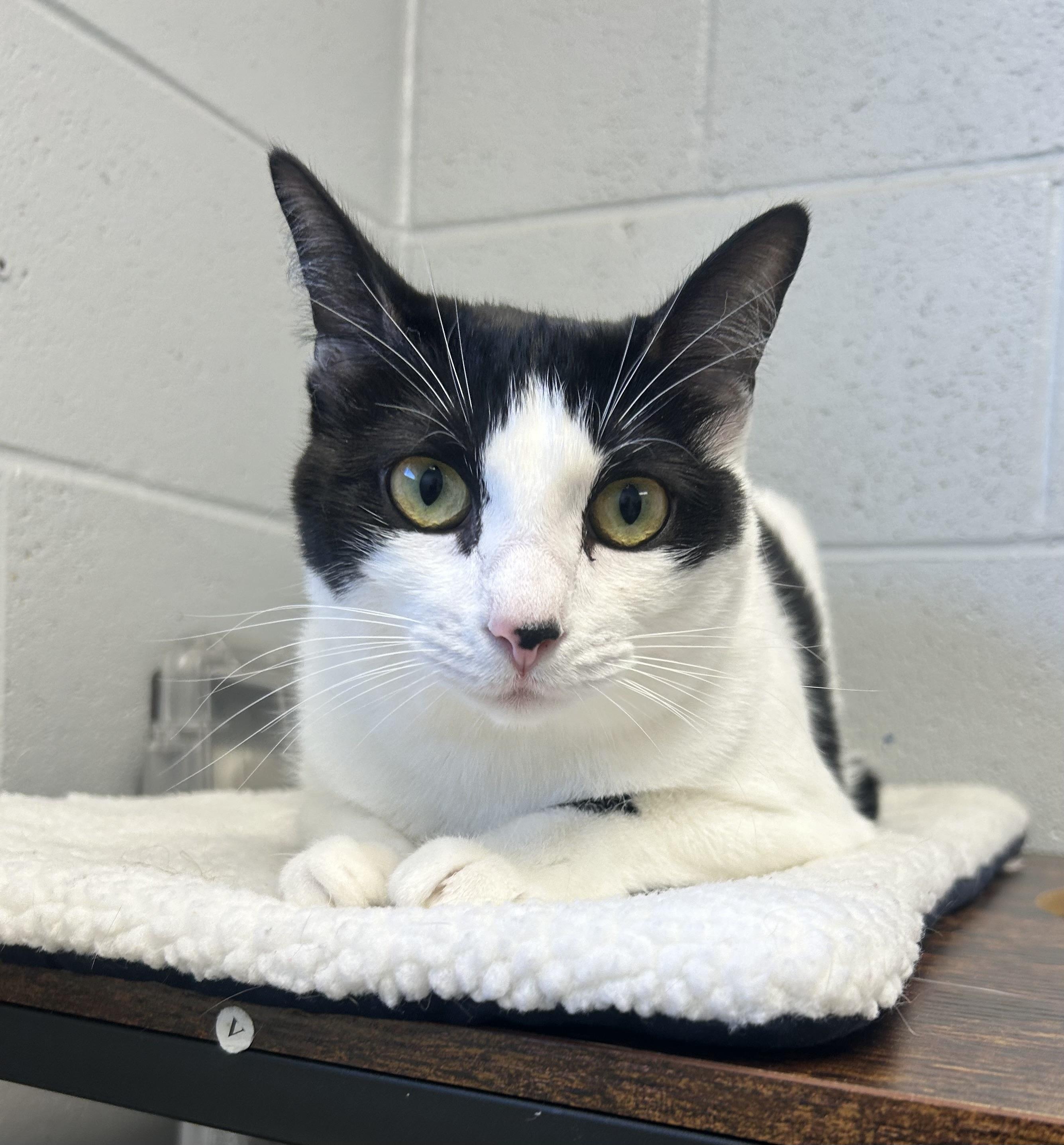 Maeve, a ADOPTABLE mixed breed in Siloam Springs, AR image 2/6