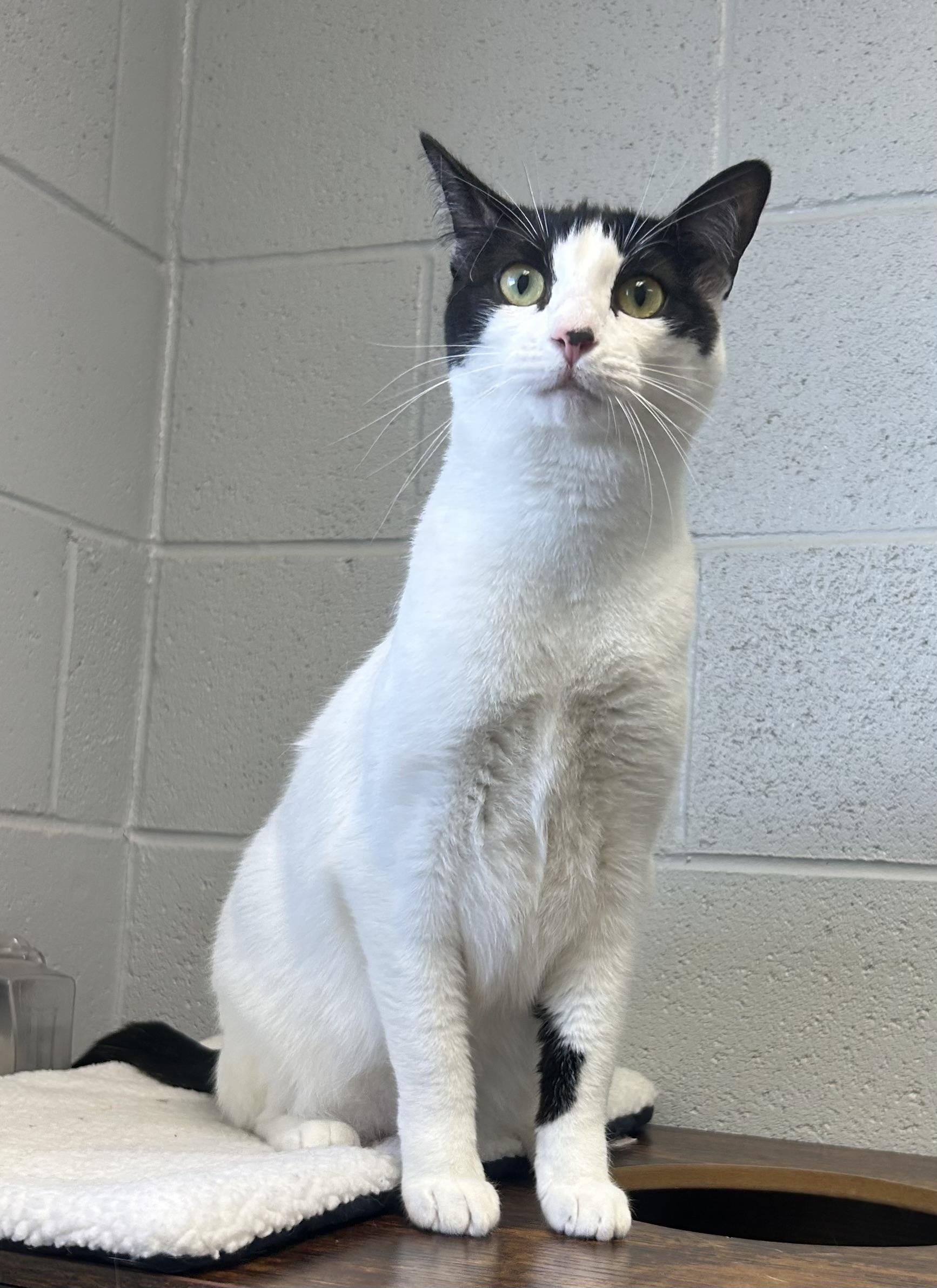 Maeve, a ADOPTABLE mixed breed in Siloam Springs, AR image 5/6
