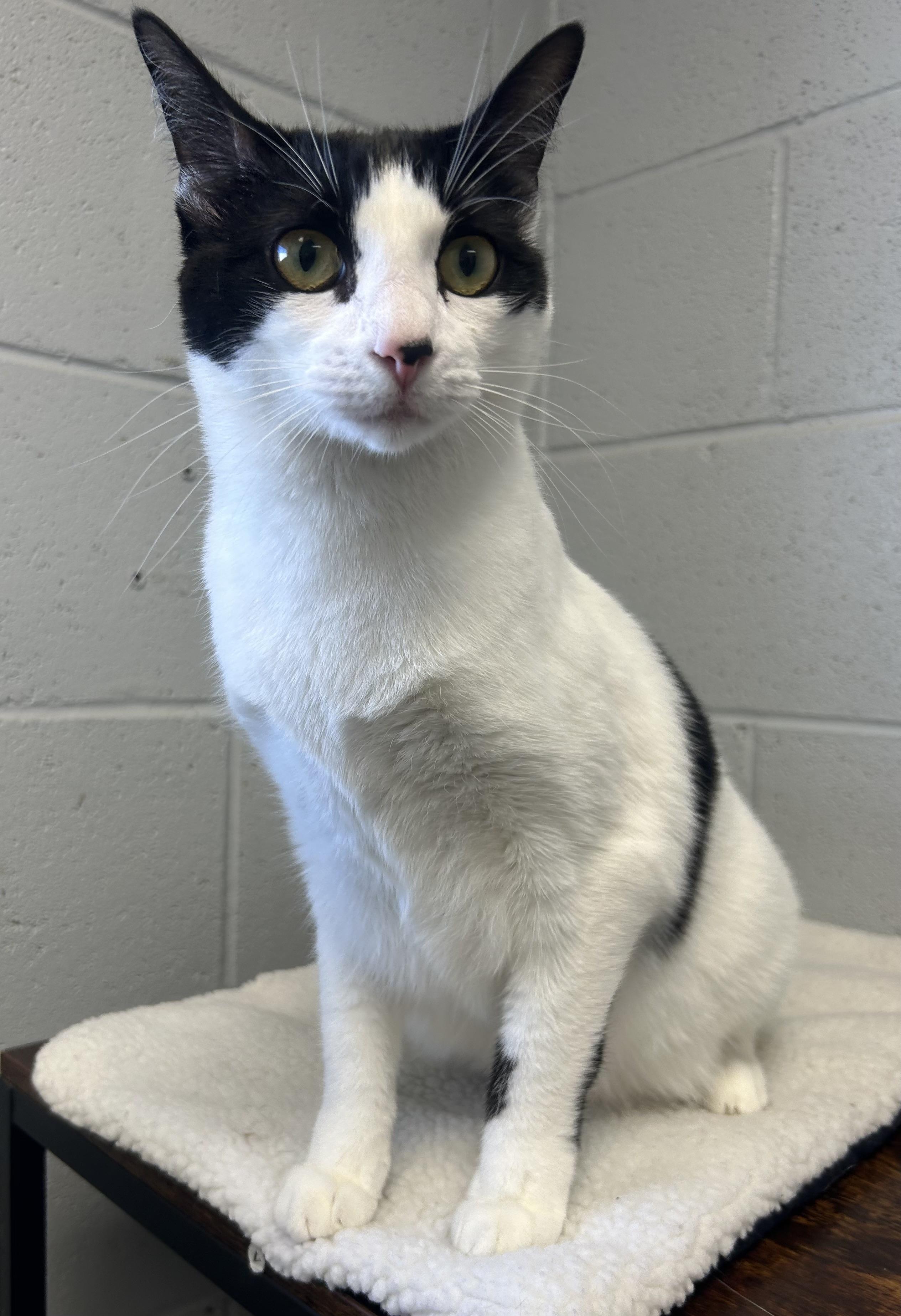 Maeve, a ADOPTABLE mixed breed in Siloam Springs, AR image 3/6