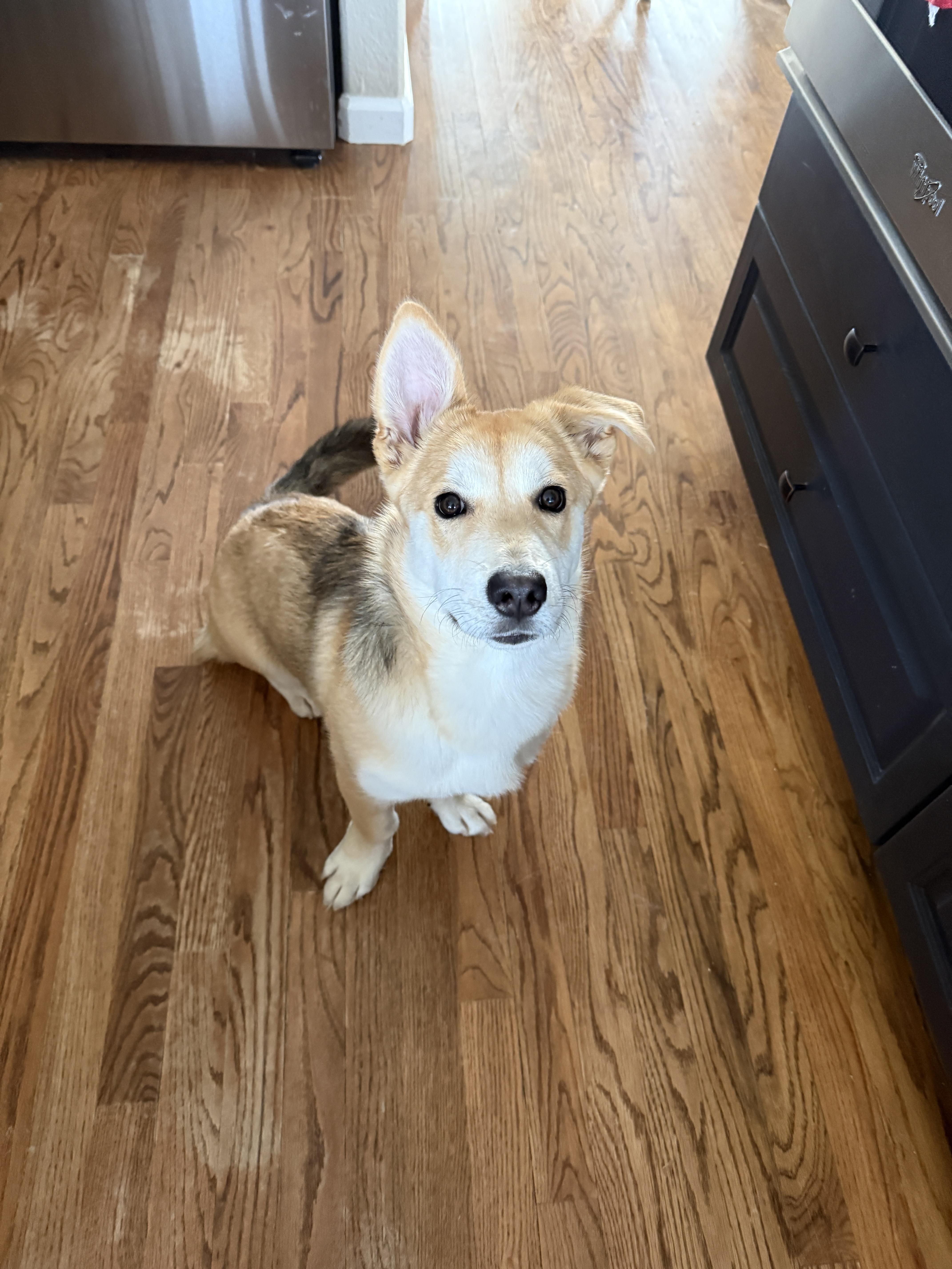Gravy, ADOPTABLE, Young Male Corgi & Shepherd.