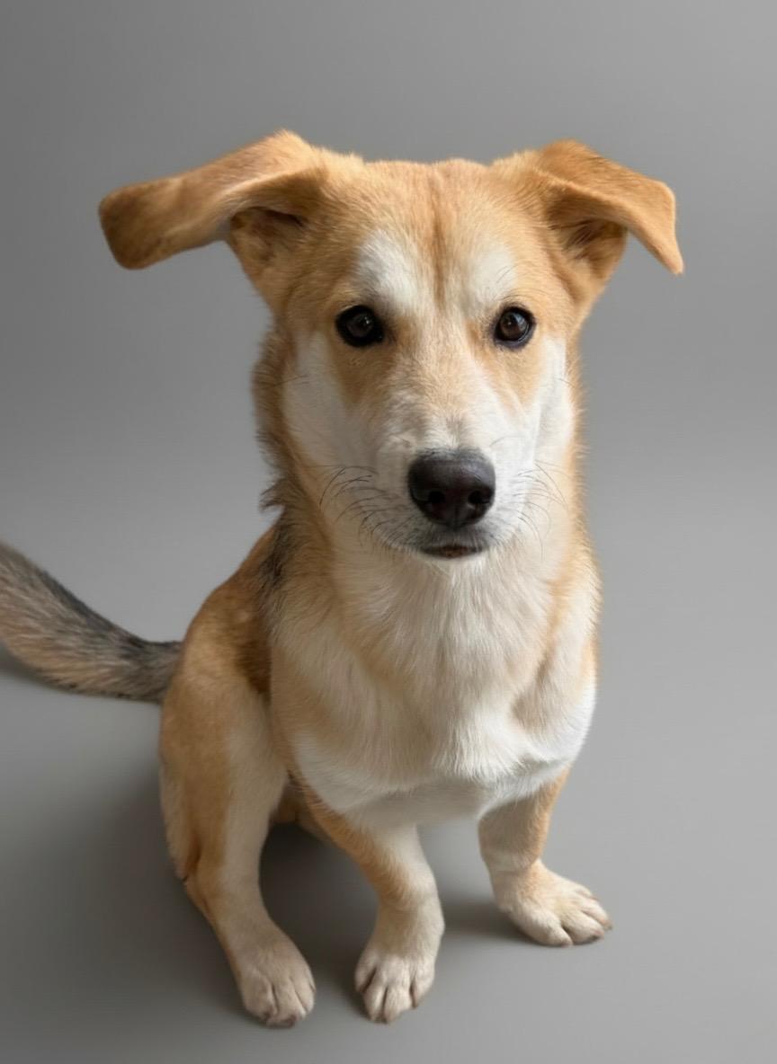 Gravy, a ADOPTABLE mixed breed in Fort Collins, CO image 2/4