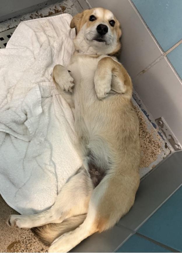 Gravy, a ADOPTABLE mixed breed in Fort Collins, CO image 3/4