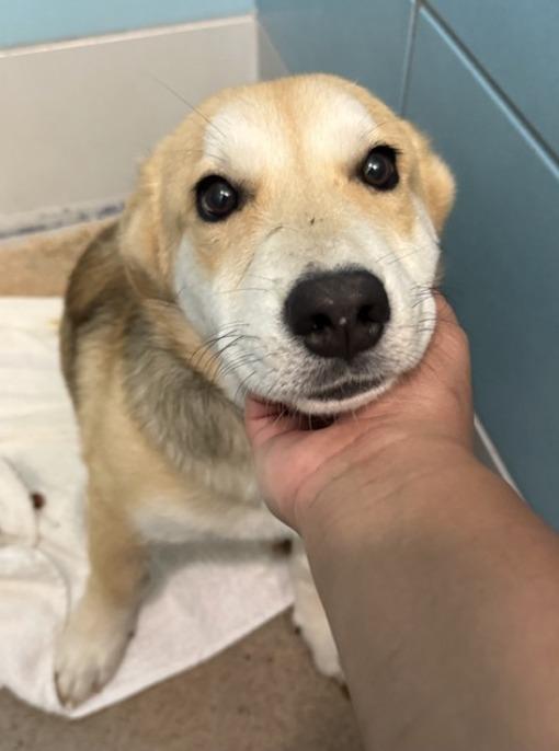 Gravy, a ADOPTABLE mixed breed in Fort Collins, CO image 4/4