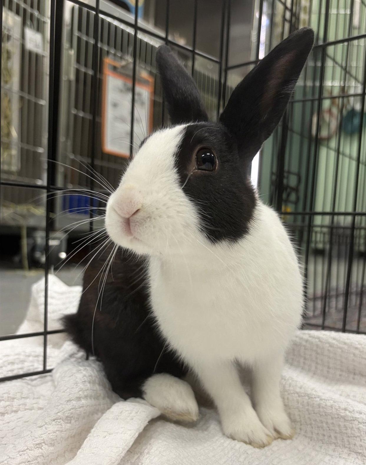Eenie, Adoptable, Baby Male American.