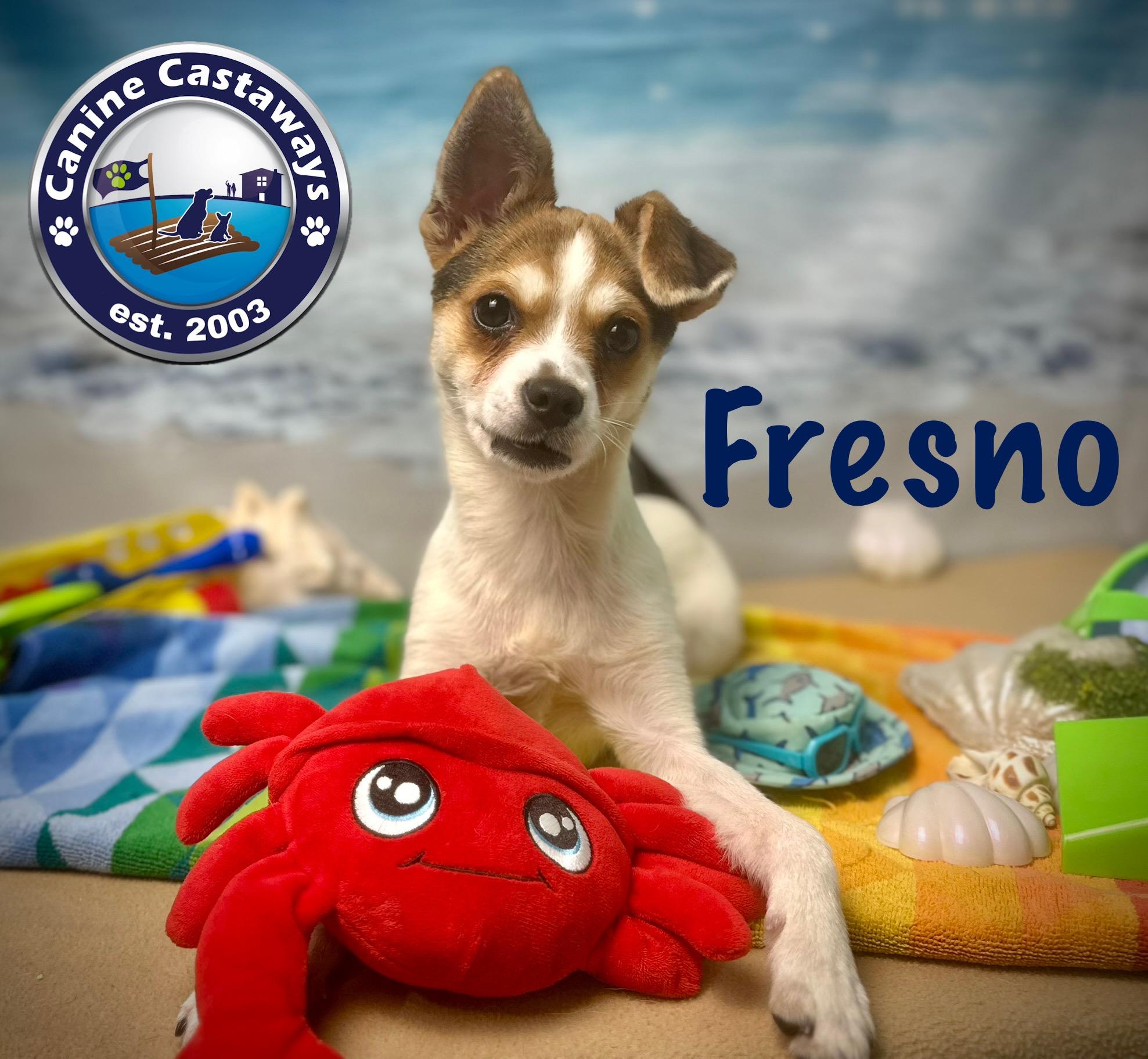 Fresno, a Adoptable mixed breed in Arcadia, FL image 2/4