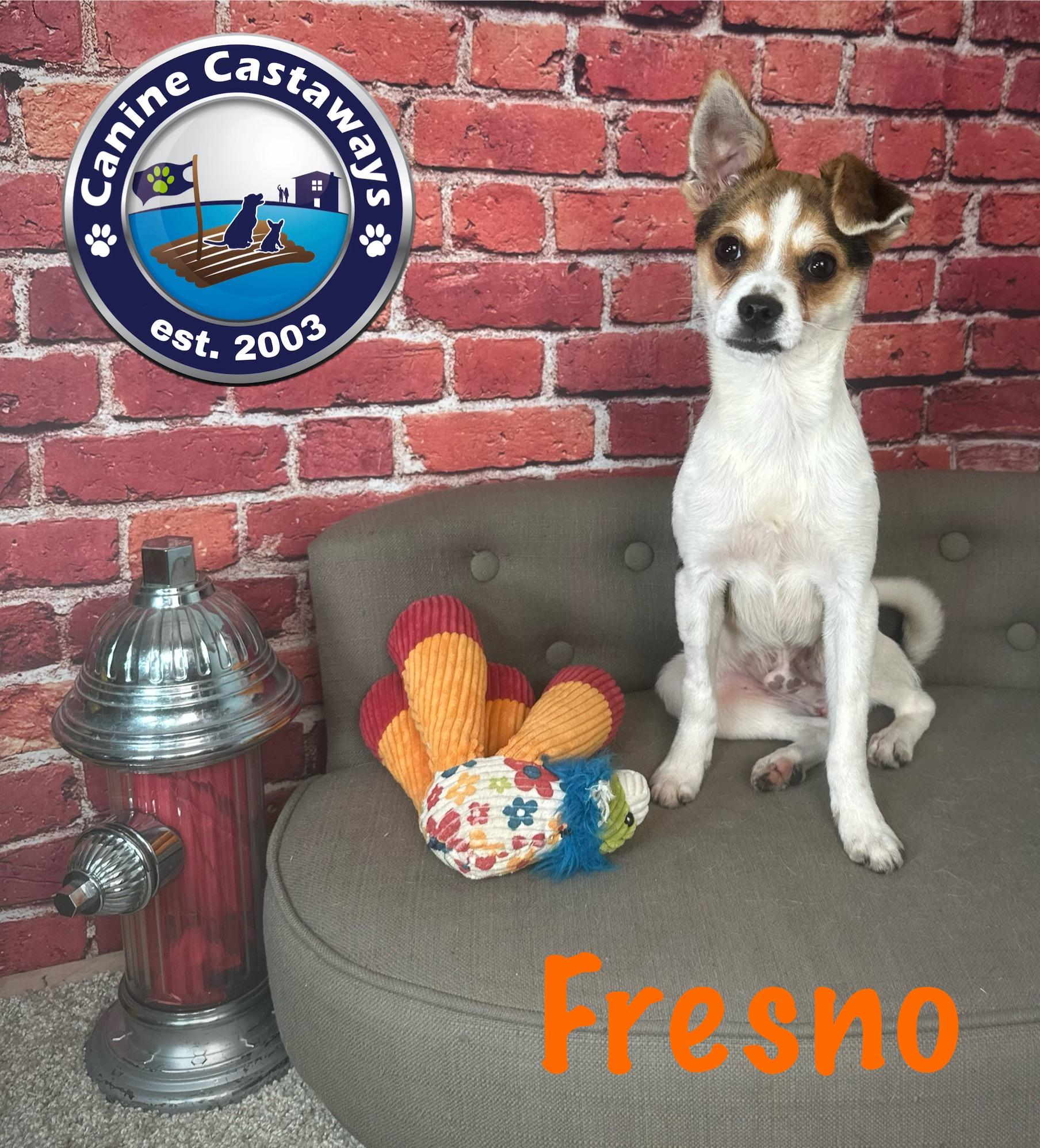 Fresno, Adoptable, Young Male Chihuahua & Fox Terrier.