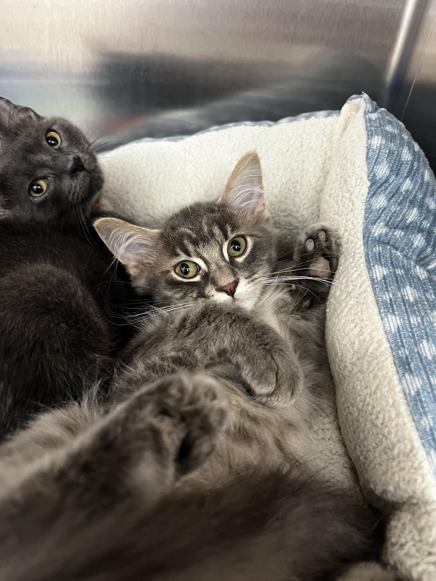 Simon, ADOPTABLE, Kitten Male Domestic Medium Hair.