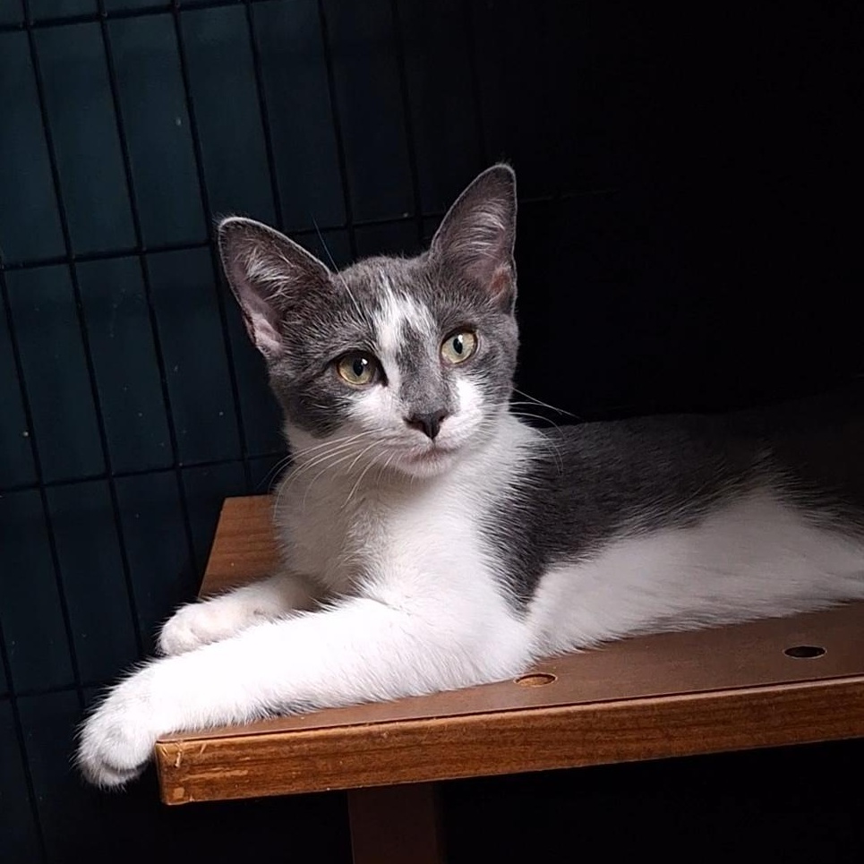 Luna, a Adoptable Domestic Short Hair in BUTLER, PA image 1/6