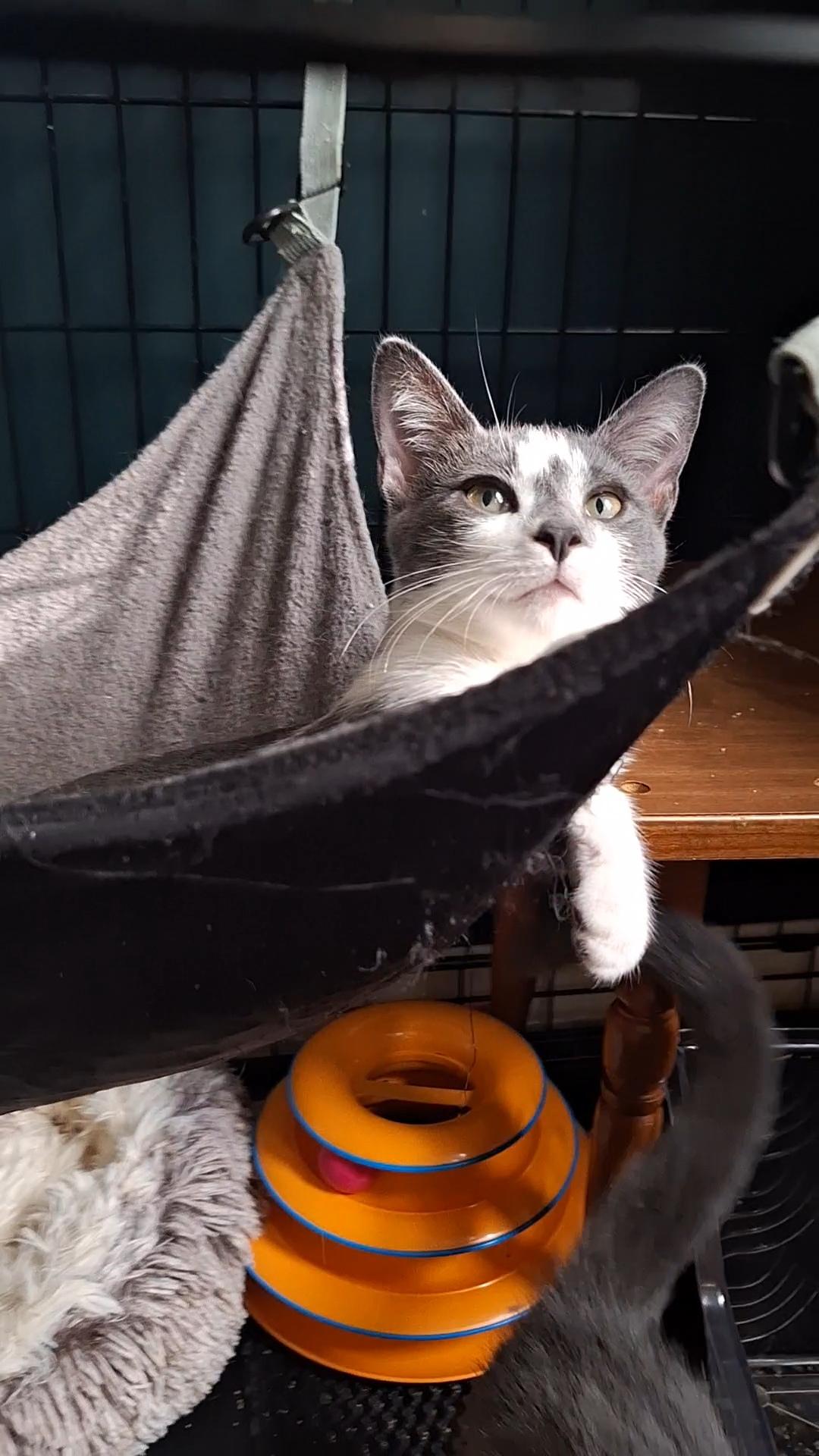 Enlarge Luna, a Adoptable Domestic Short Hair in BUTLER, PA image 3/6