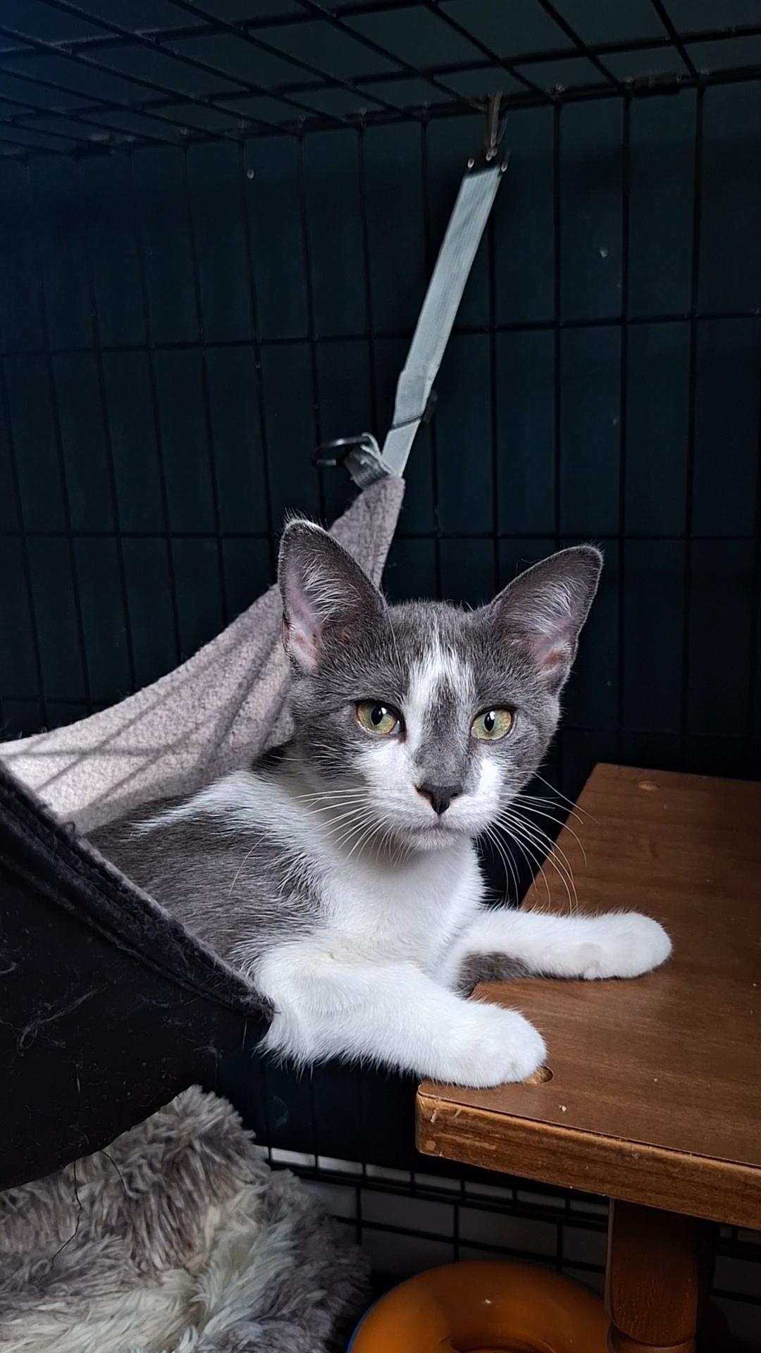 Luna, a Adoptable Domestic Short Hair in BUTLER, PA image 6/6