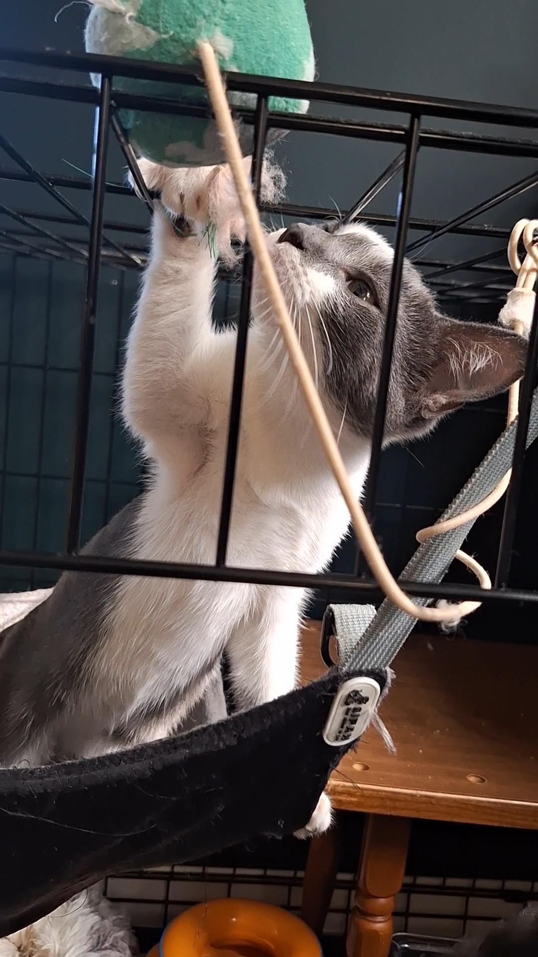 Luna, a Adoptable Domestic Short Hair in BUTLER, PA image 4/6