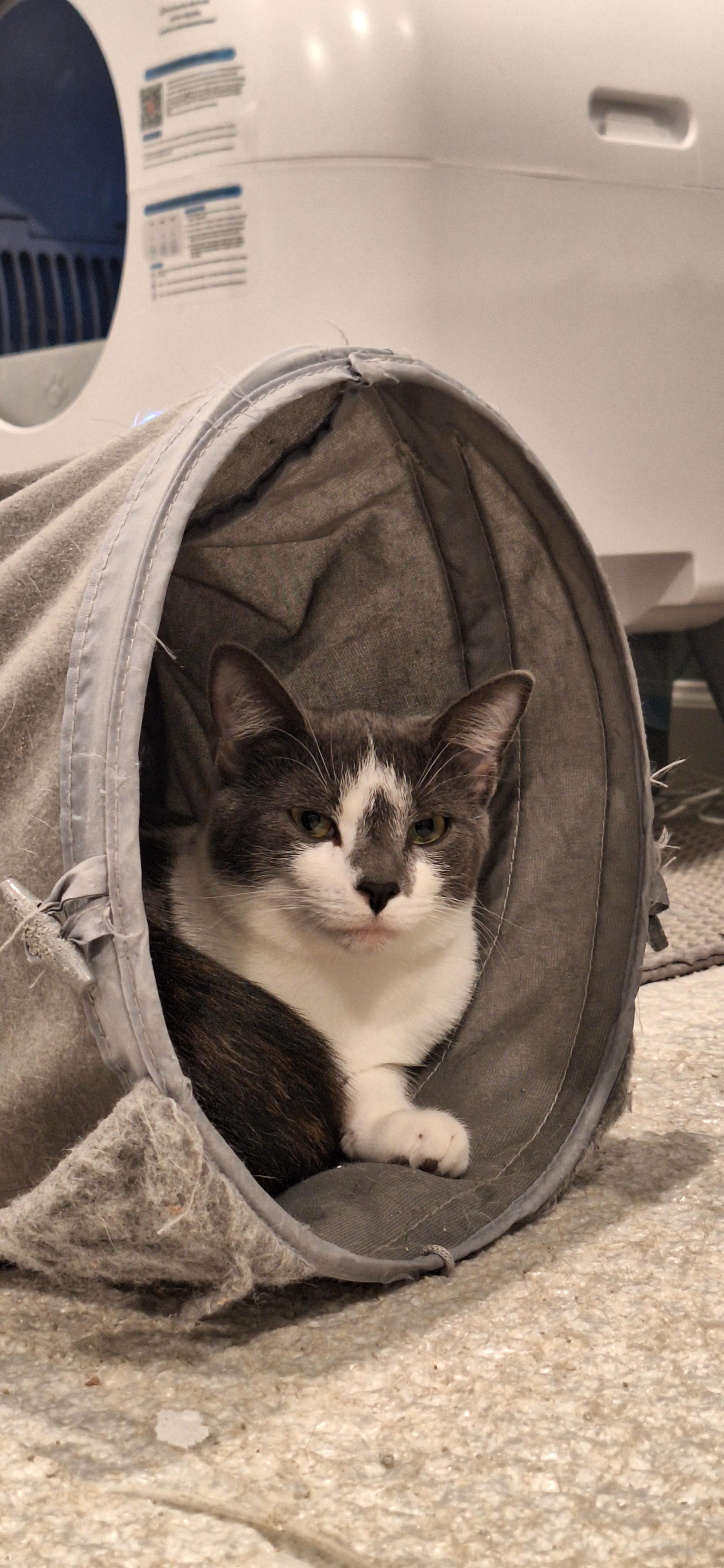 Luna, a Adoptable Domestic Short Hair in BUTLER, PA image 2/6