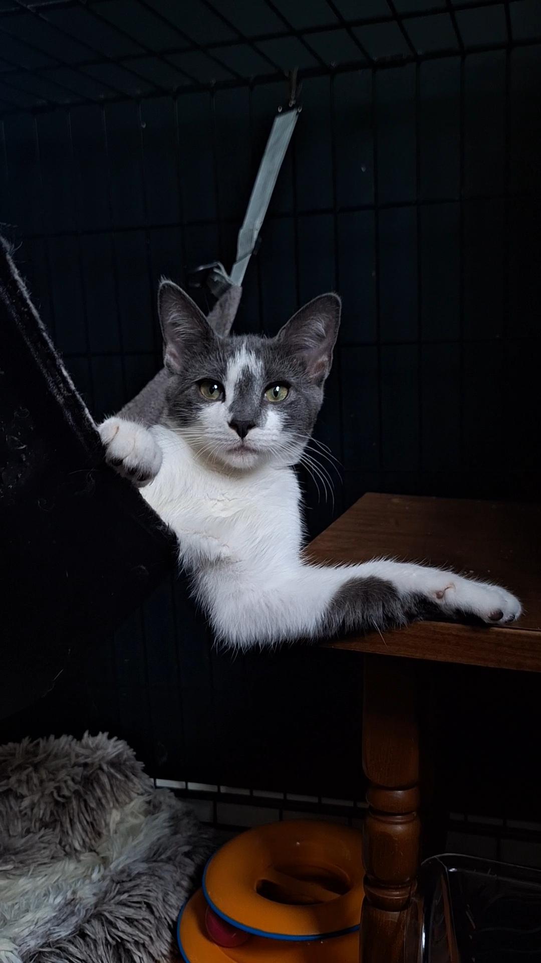 Luna, a Adoptable Domestic Short Hair in BUTLER, PA image 5/6