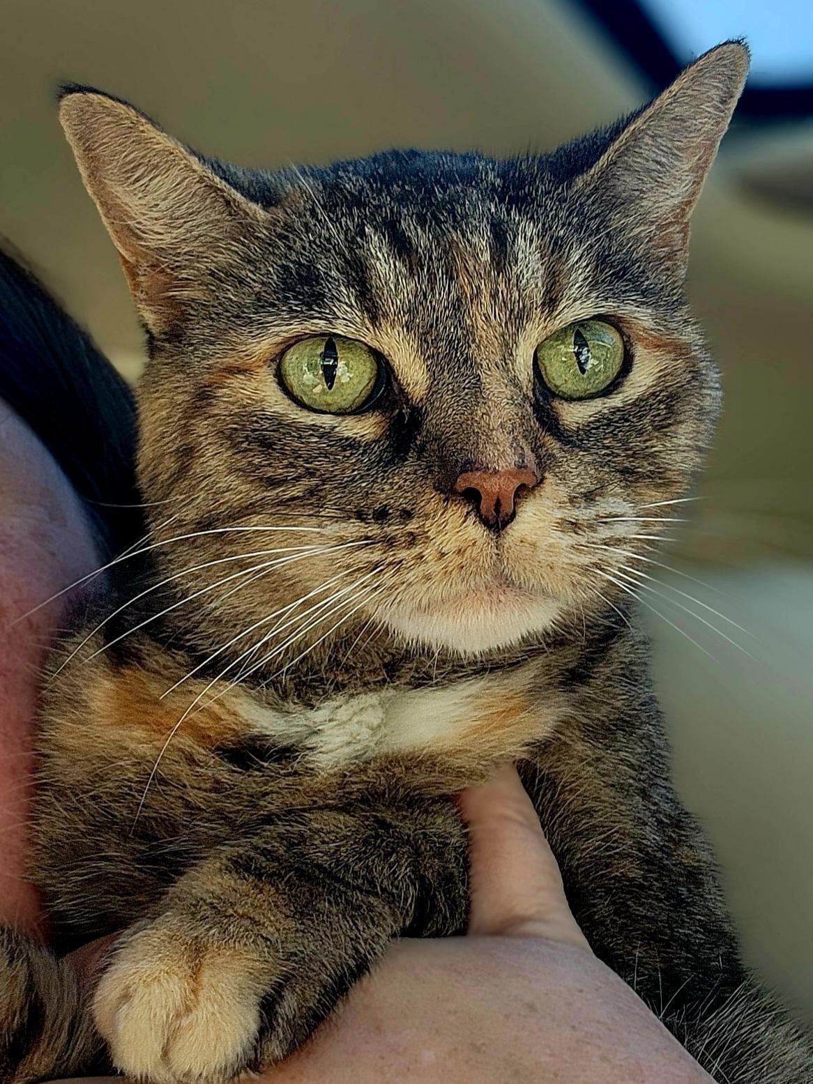 Sookie, a ADOPTABLE Domestic Short Hair in Johnson City, TN image 3/3